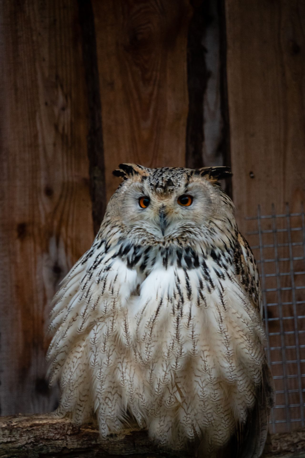 Siberische oehoe