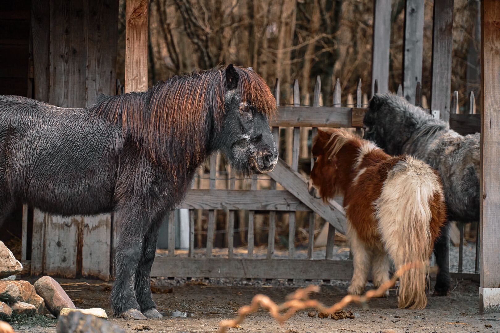 Pony