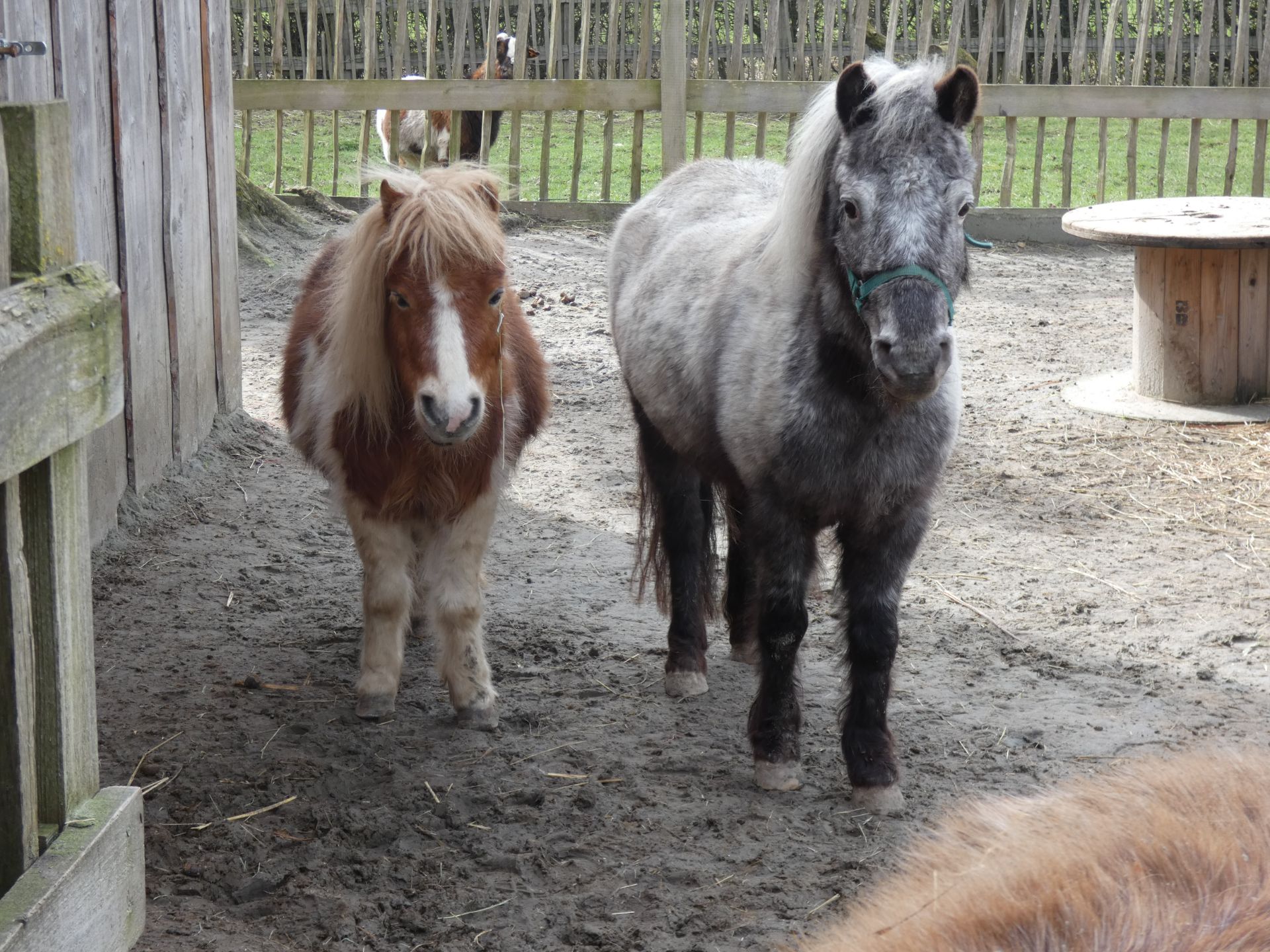 Pony