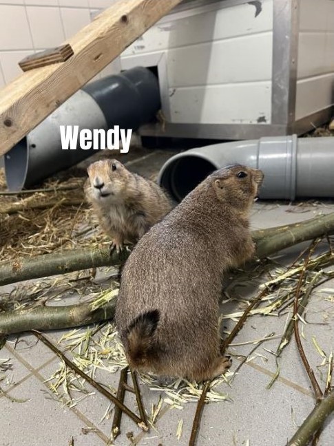 Wendy