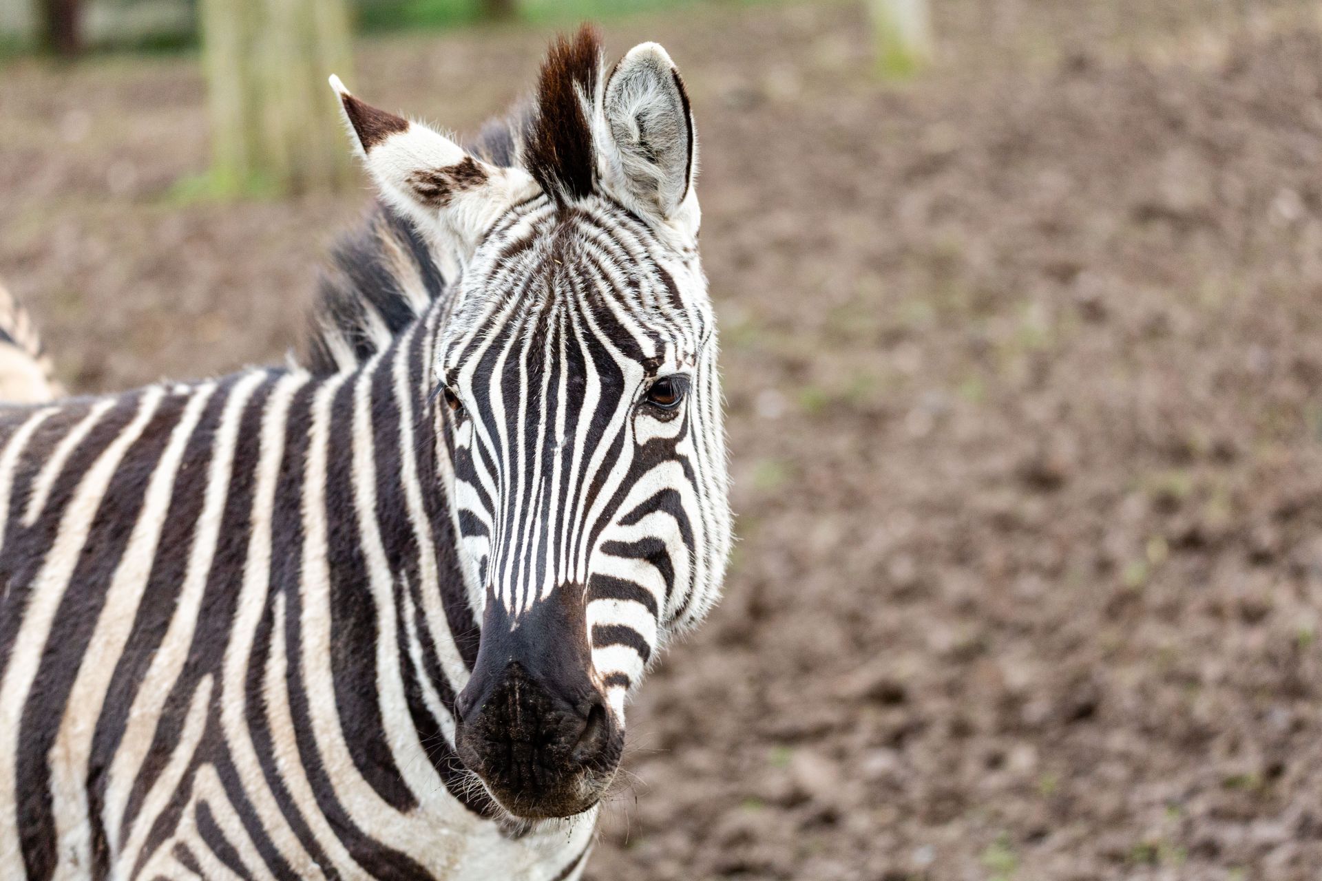 Steppezebra