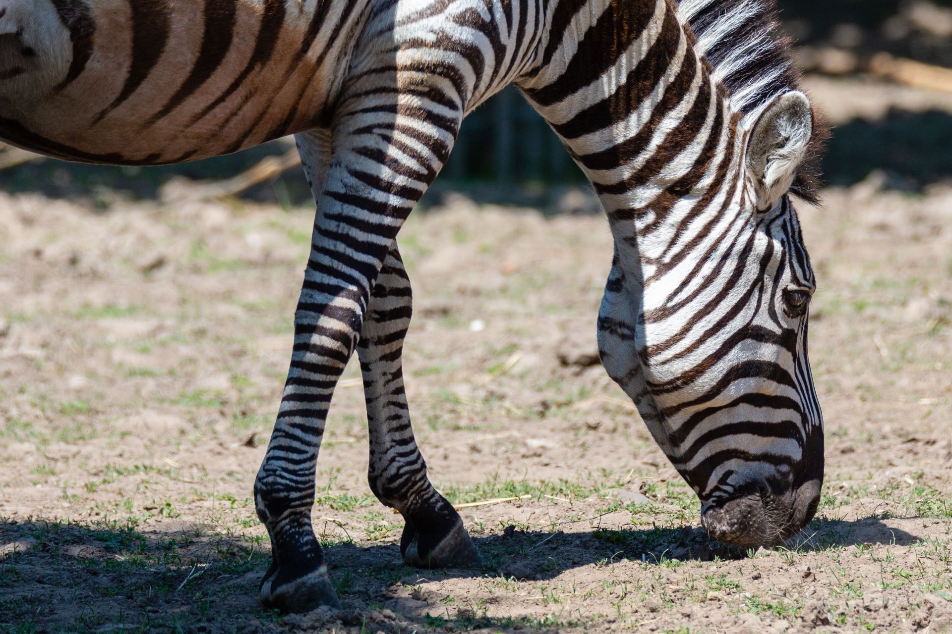 Steppezebra