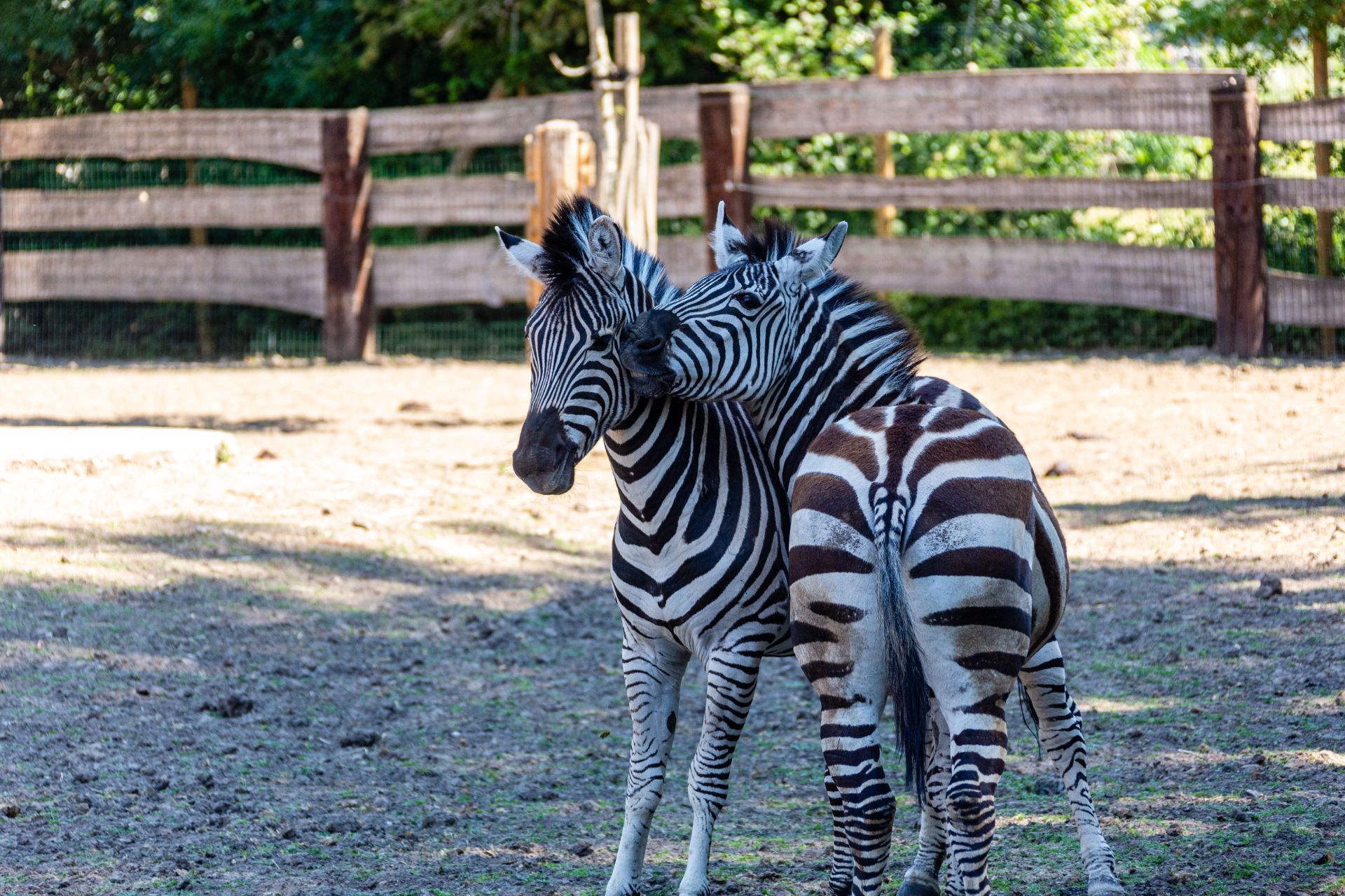 Steppezebra