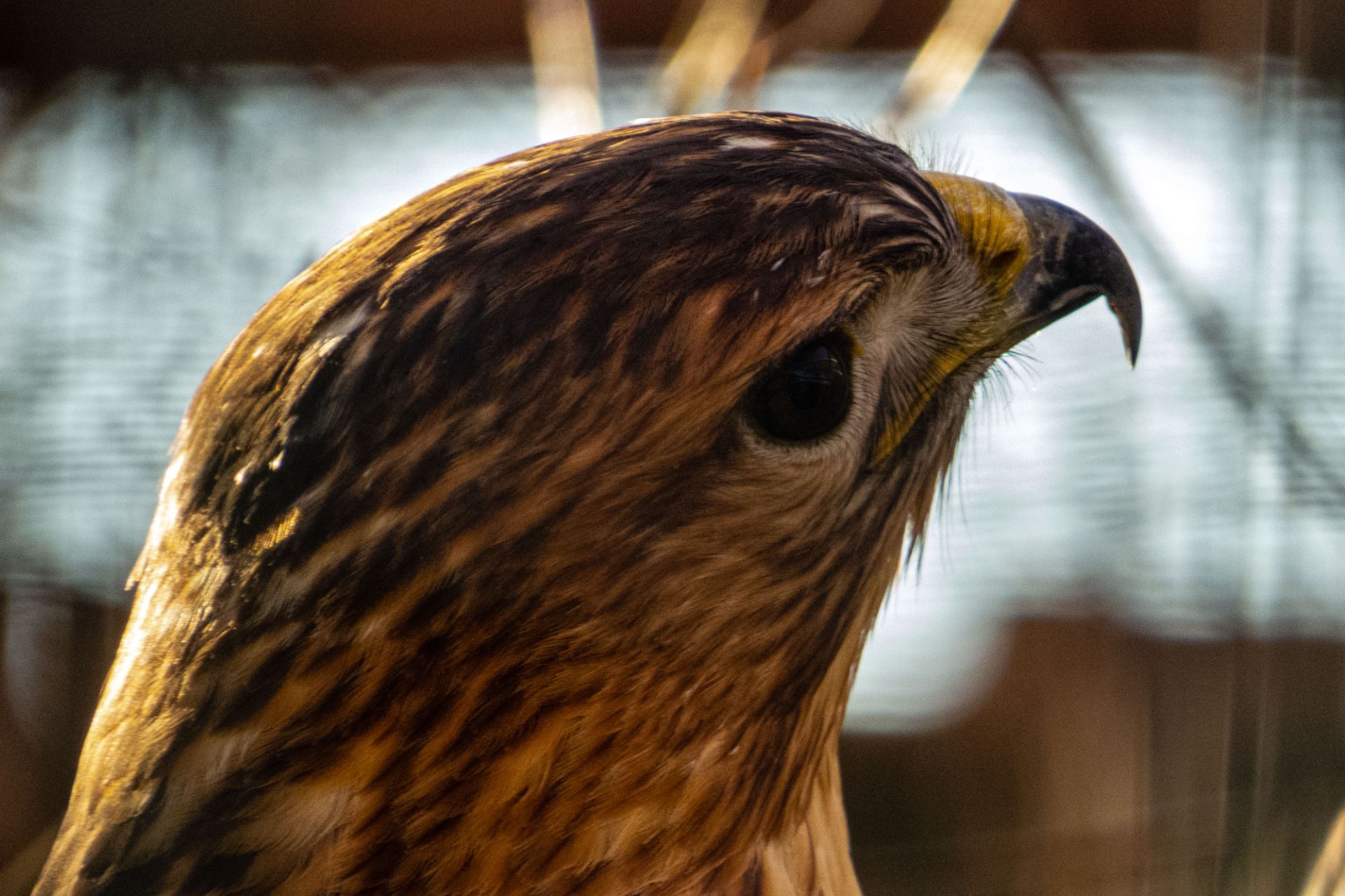 Buteo