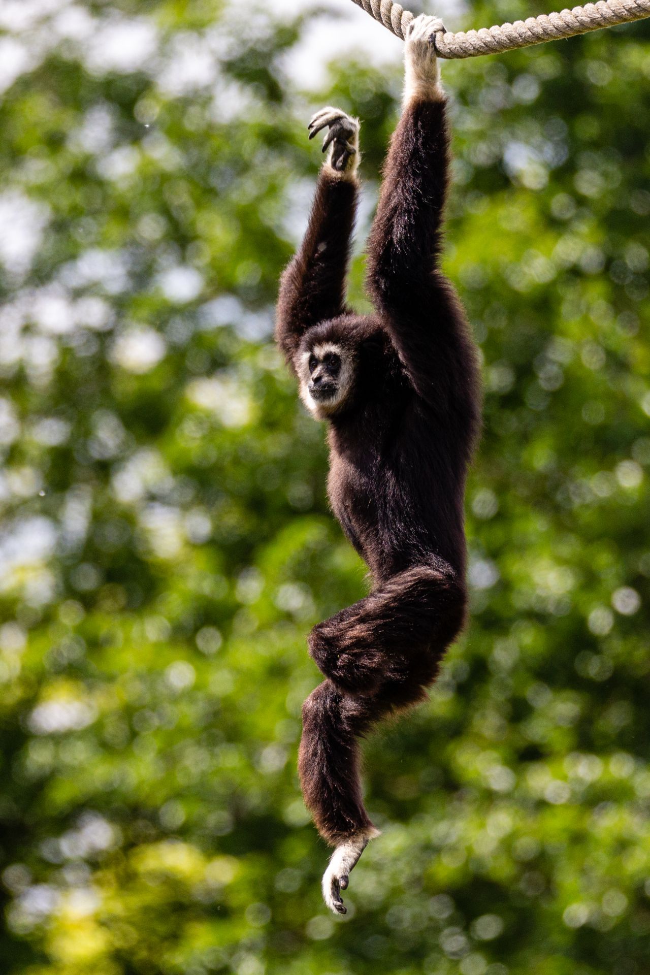 Withandgibbon