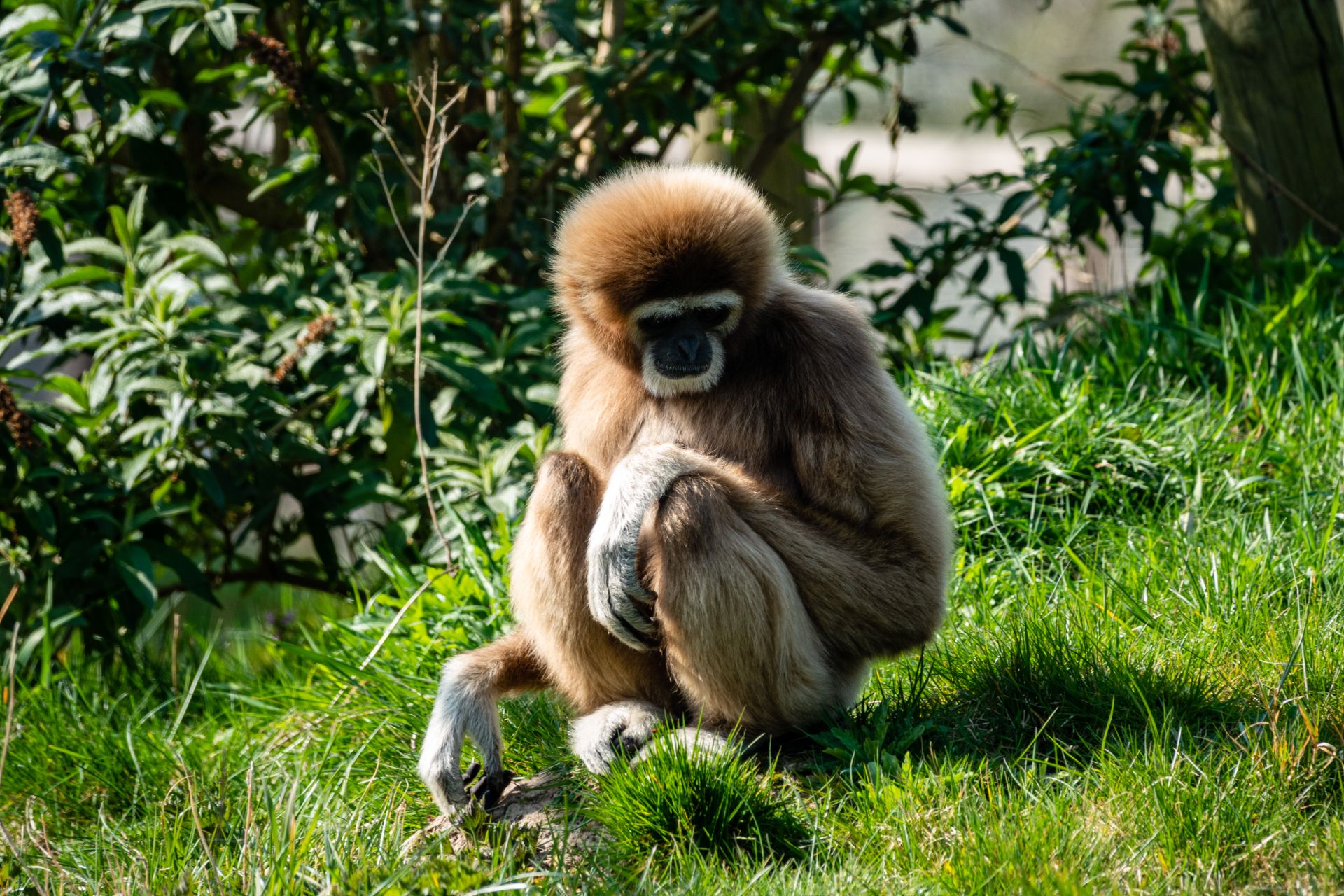 Withandgibbon