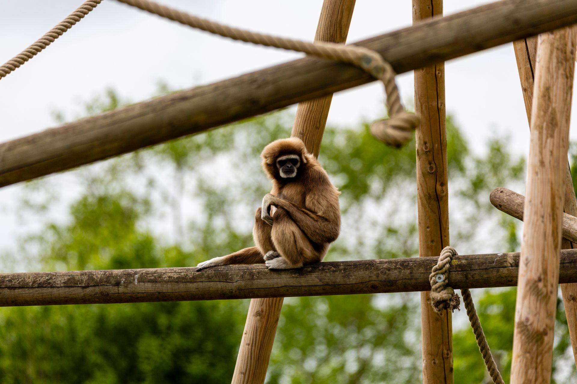 Withandgibbon