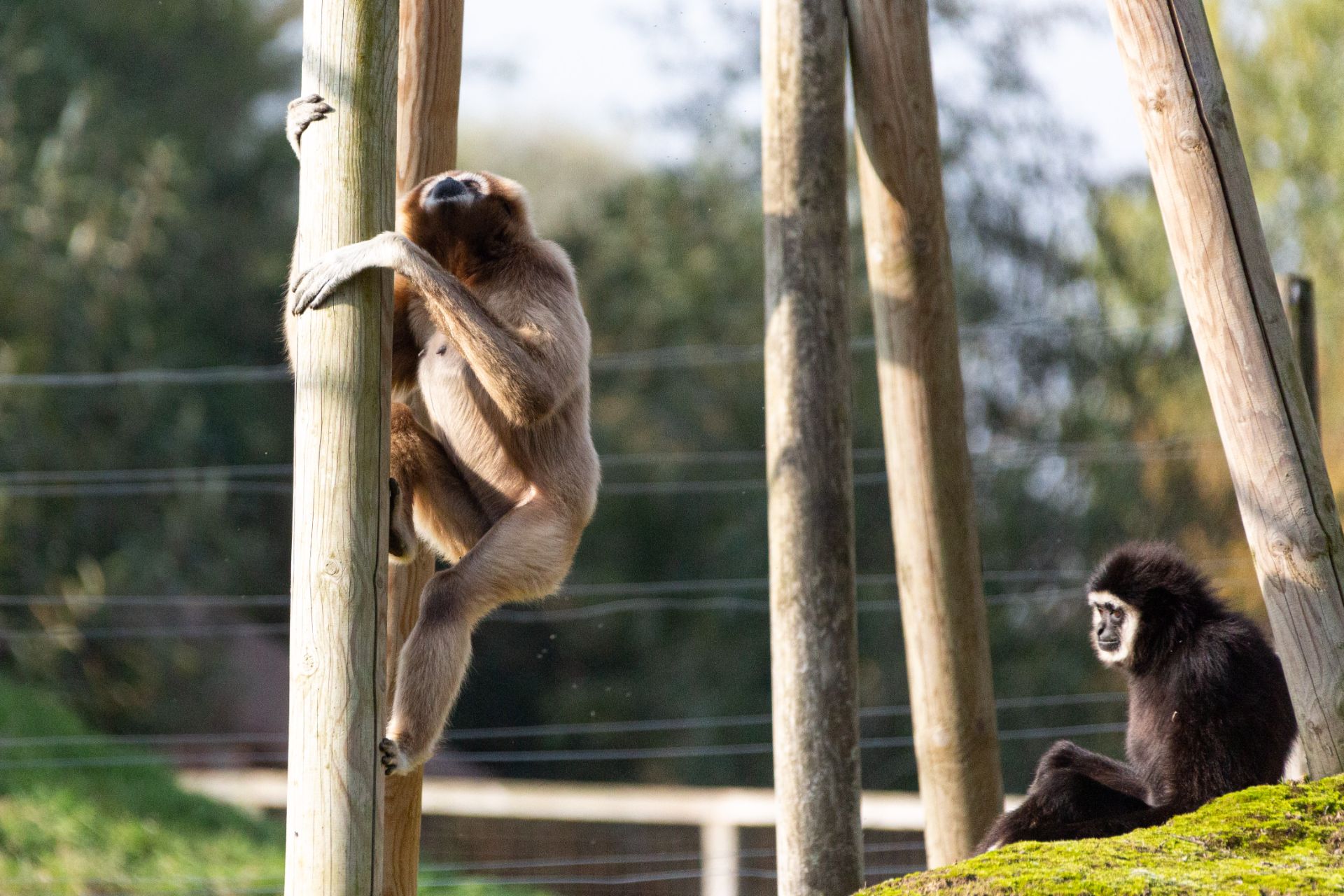 Withandgibbon