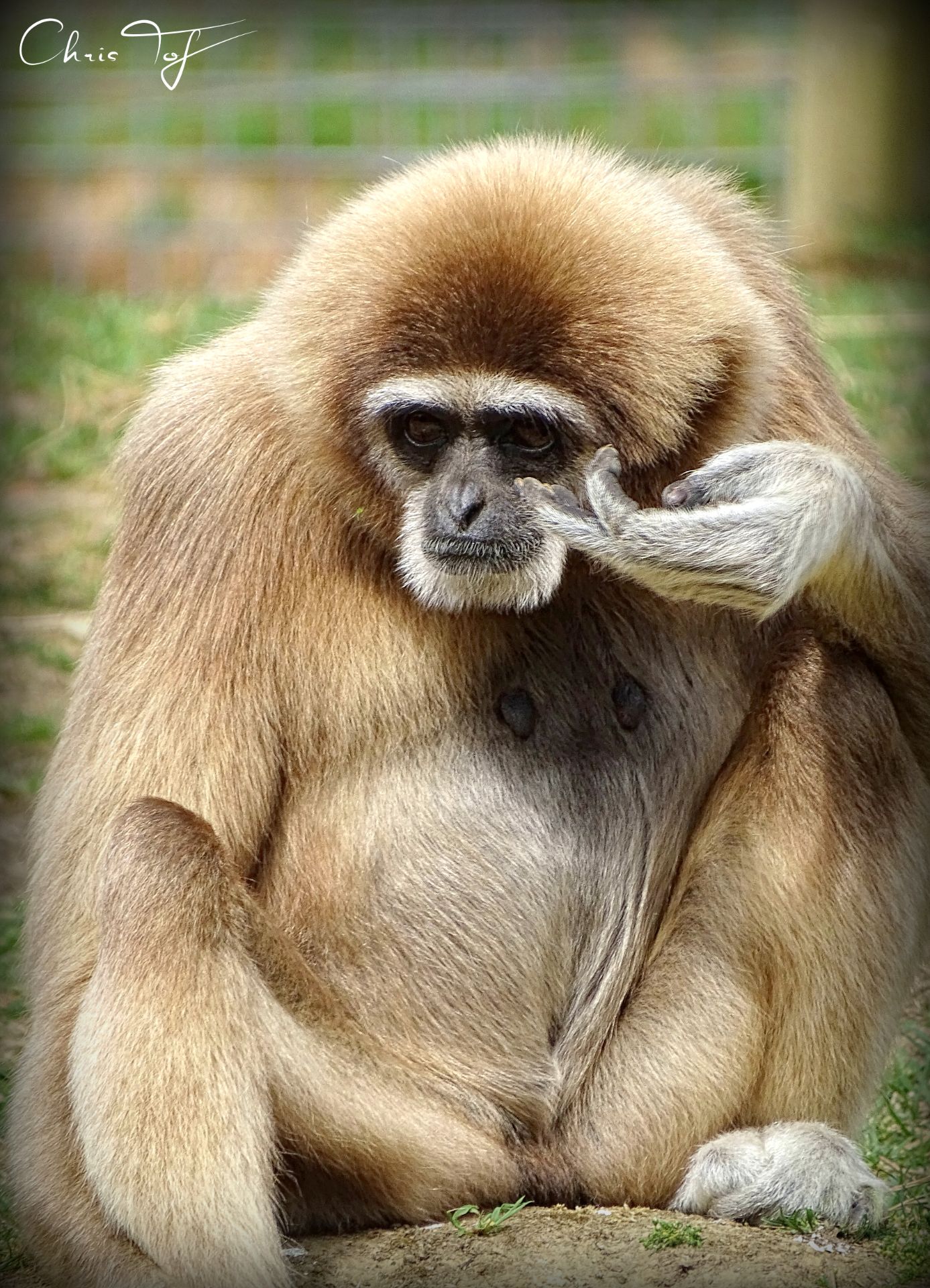 Withandgibbon