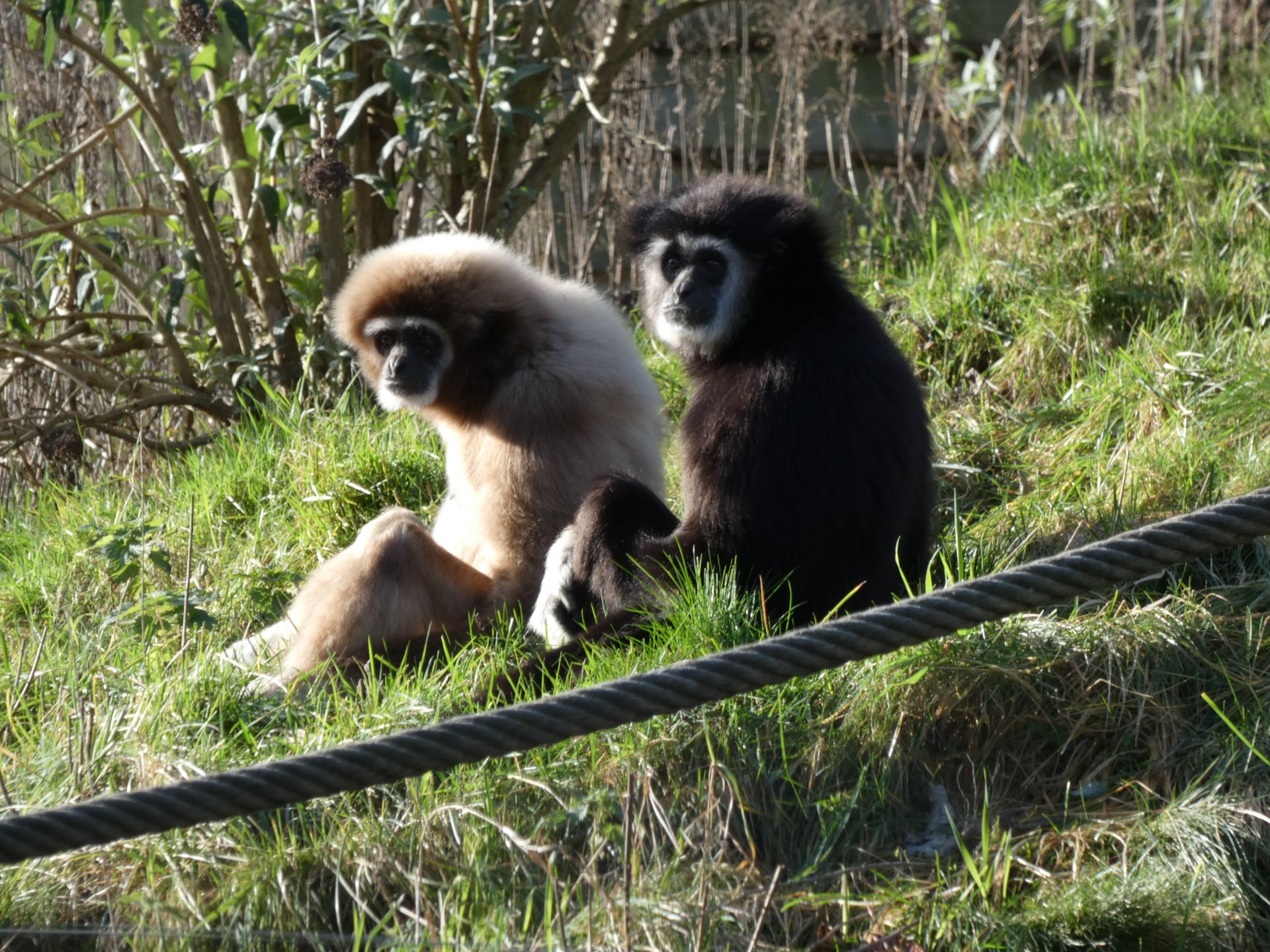 Withandgibbon