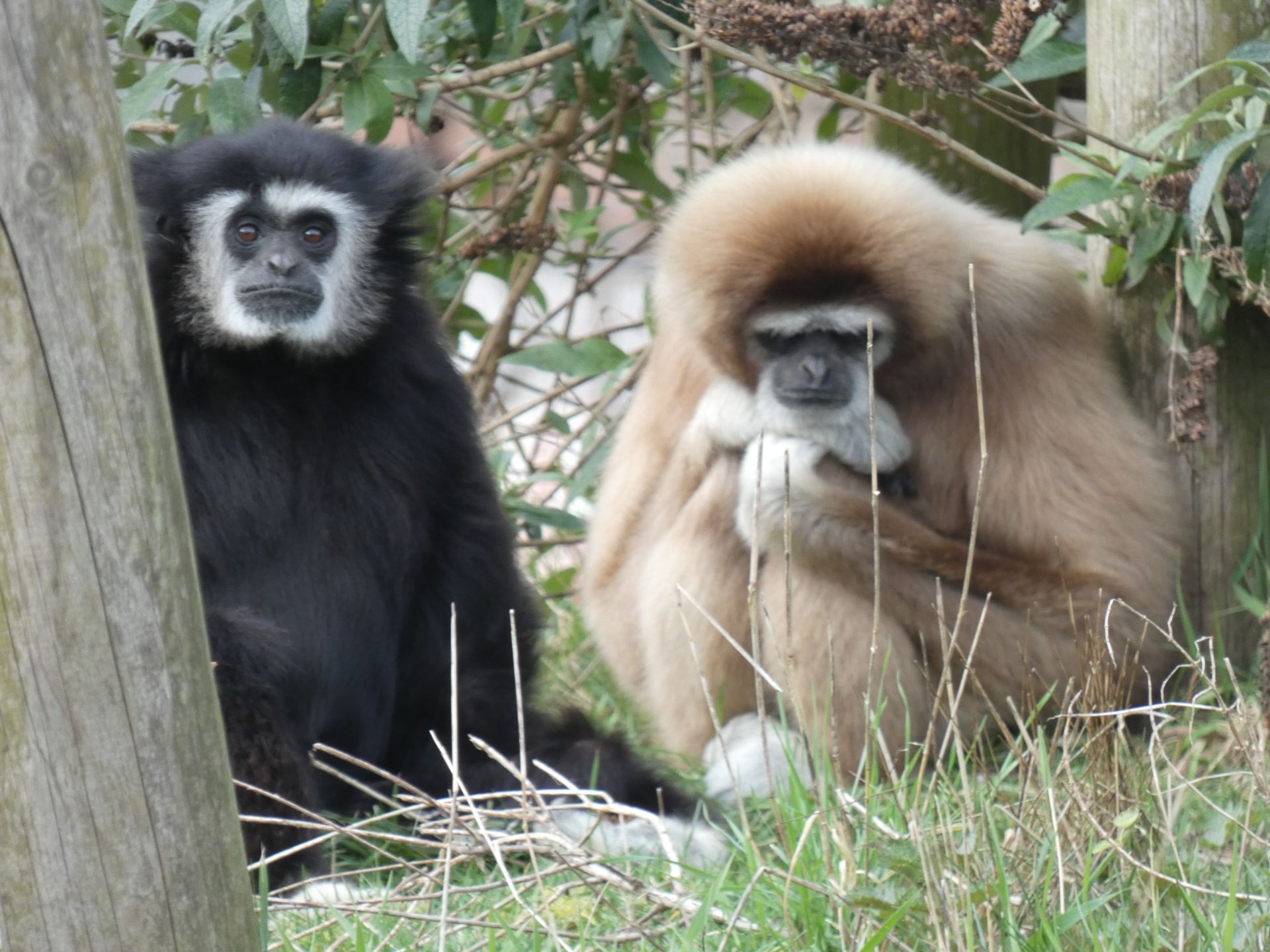 Withandgibbon
