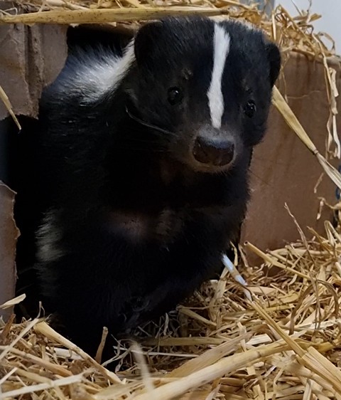 Pepita