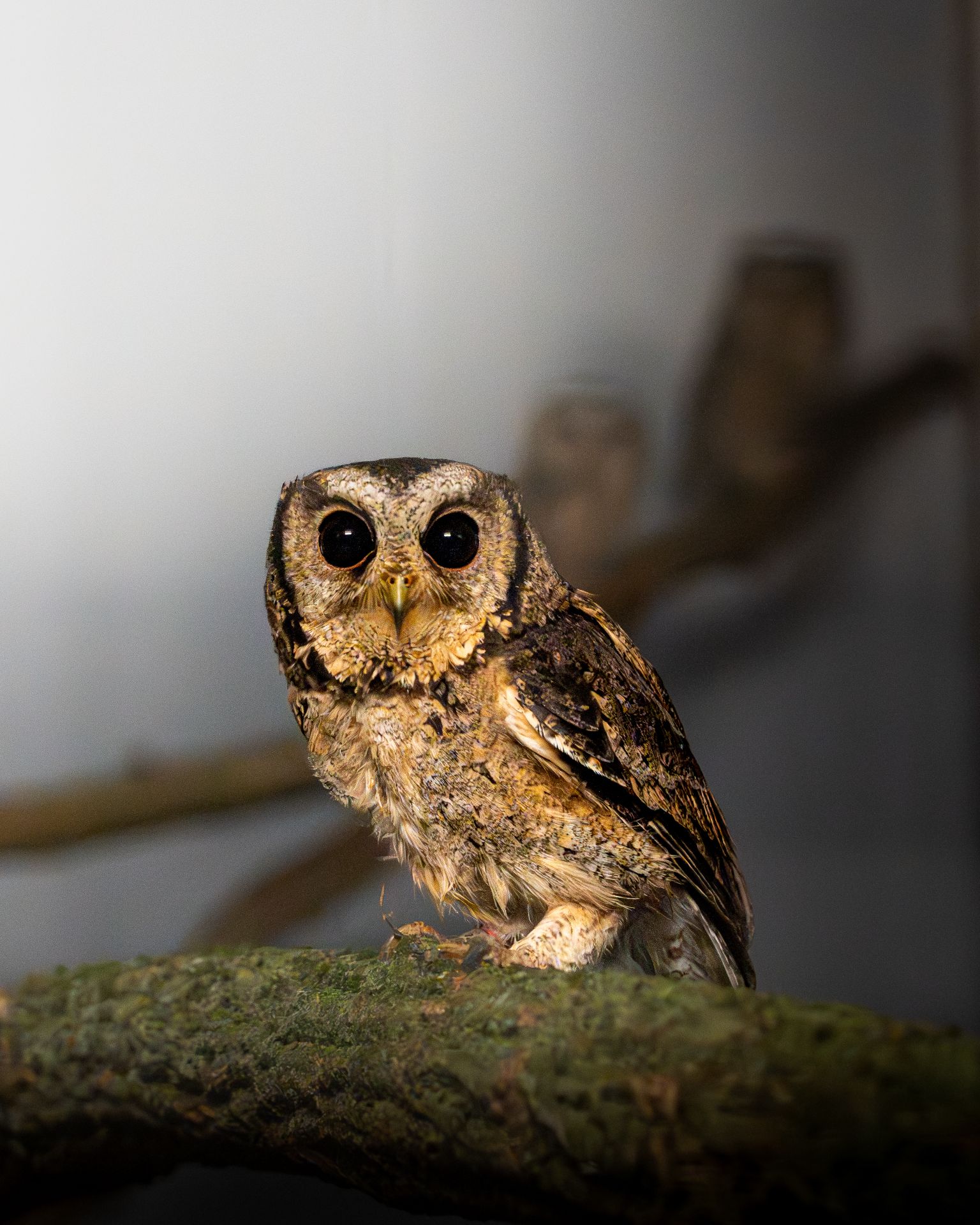 Indische dwergooruil