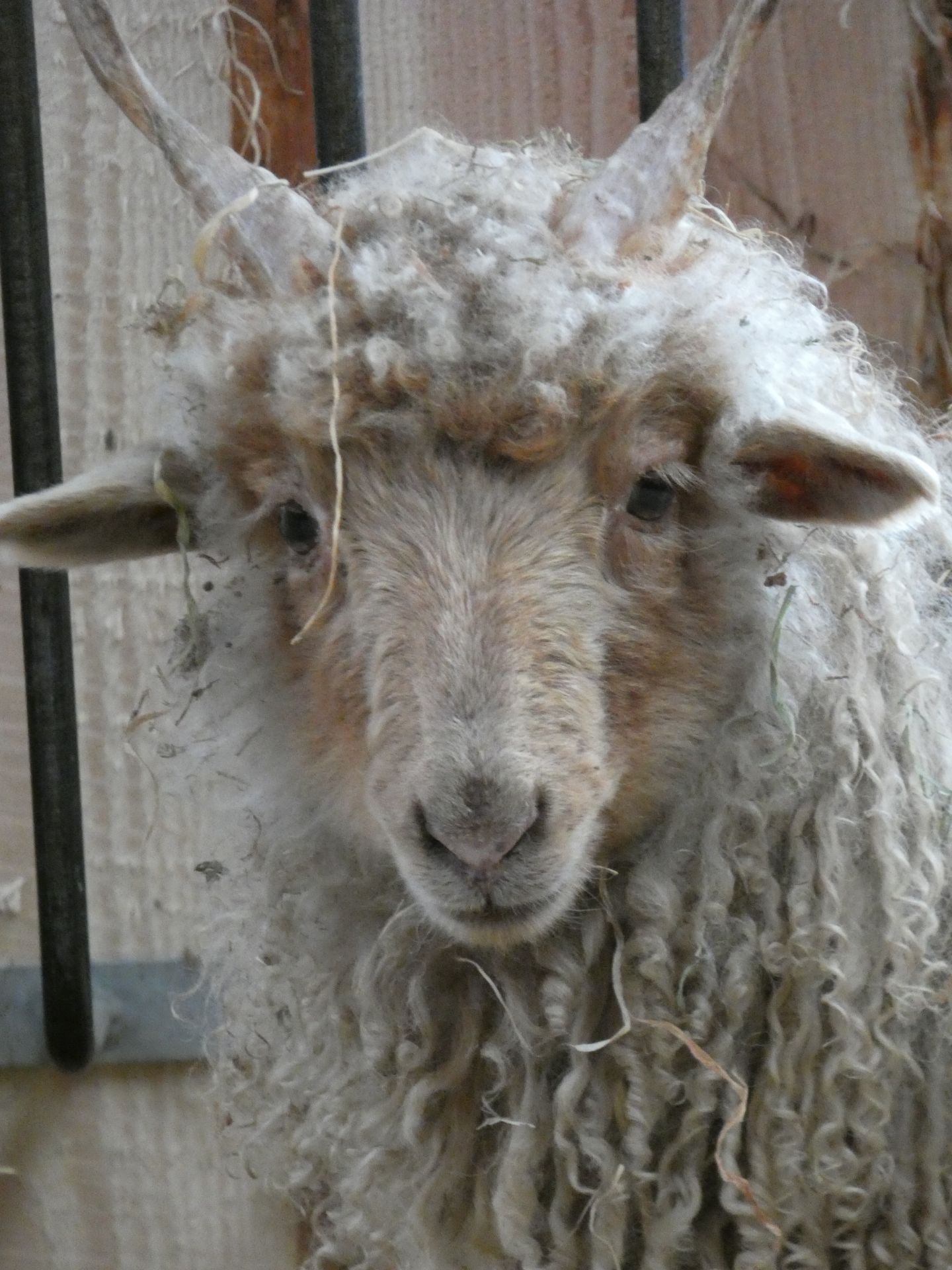 Racka