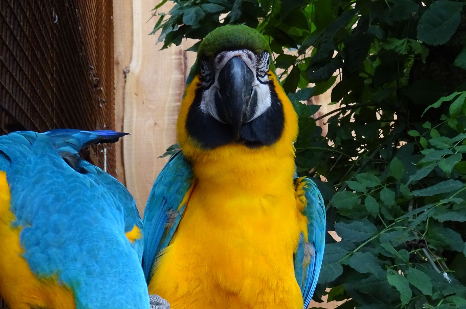 Pino