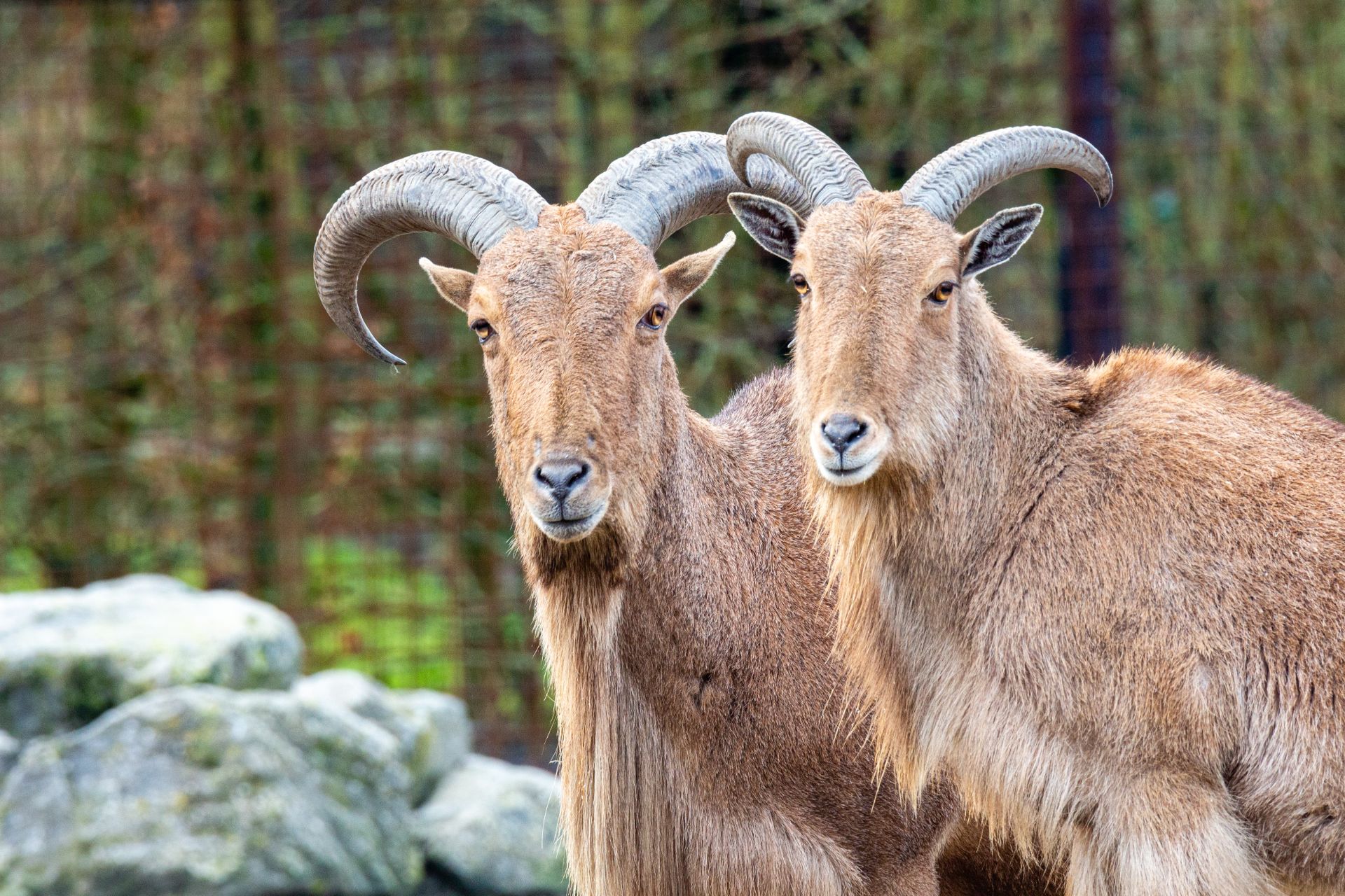 Manenschaap