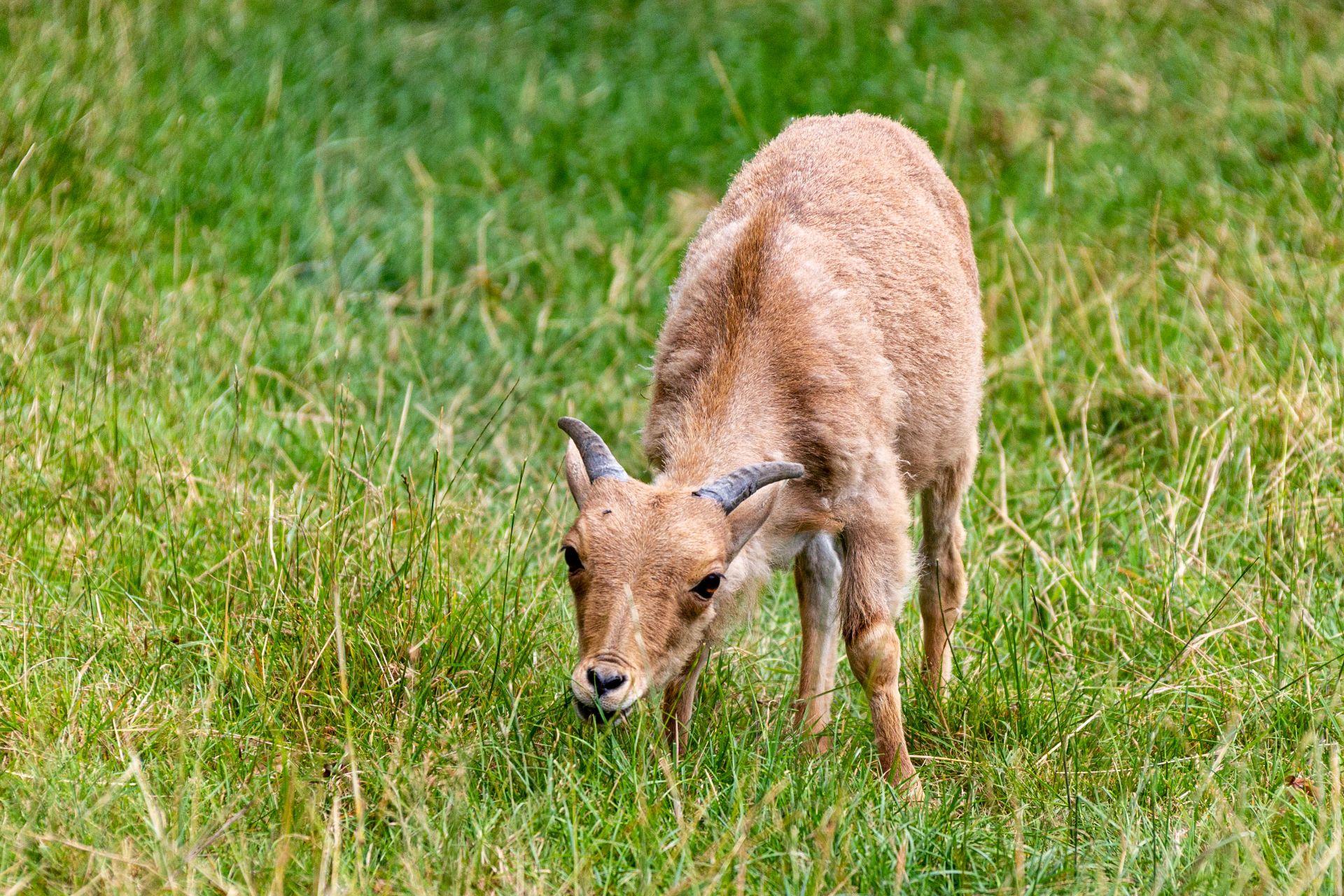 Manenschaap