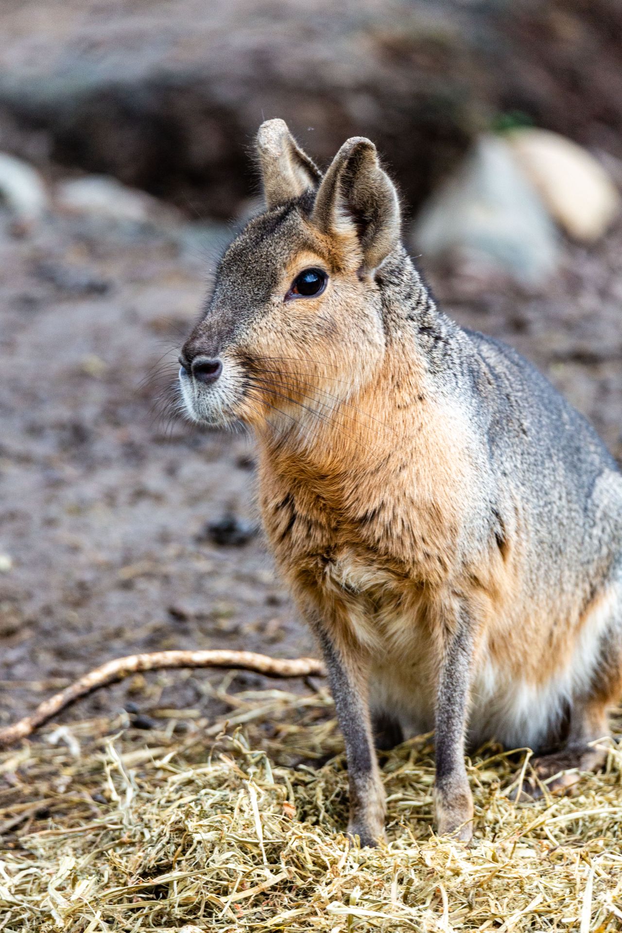 Mara