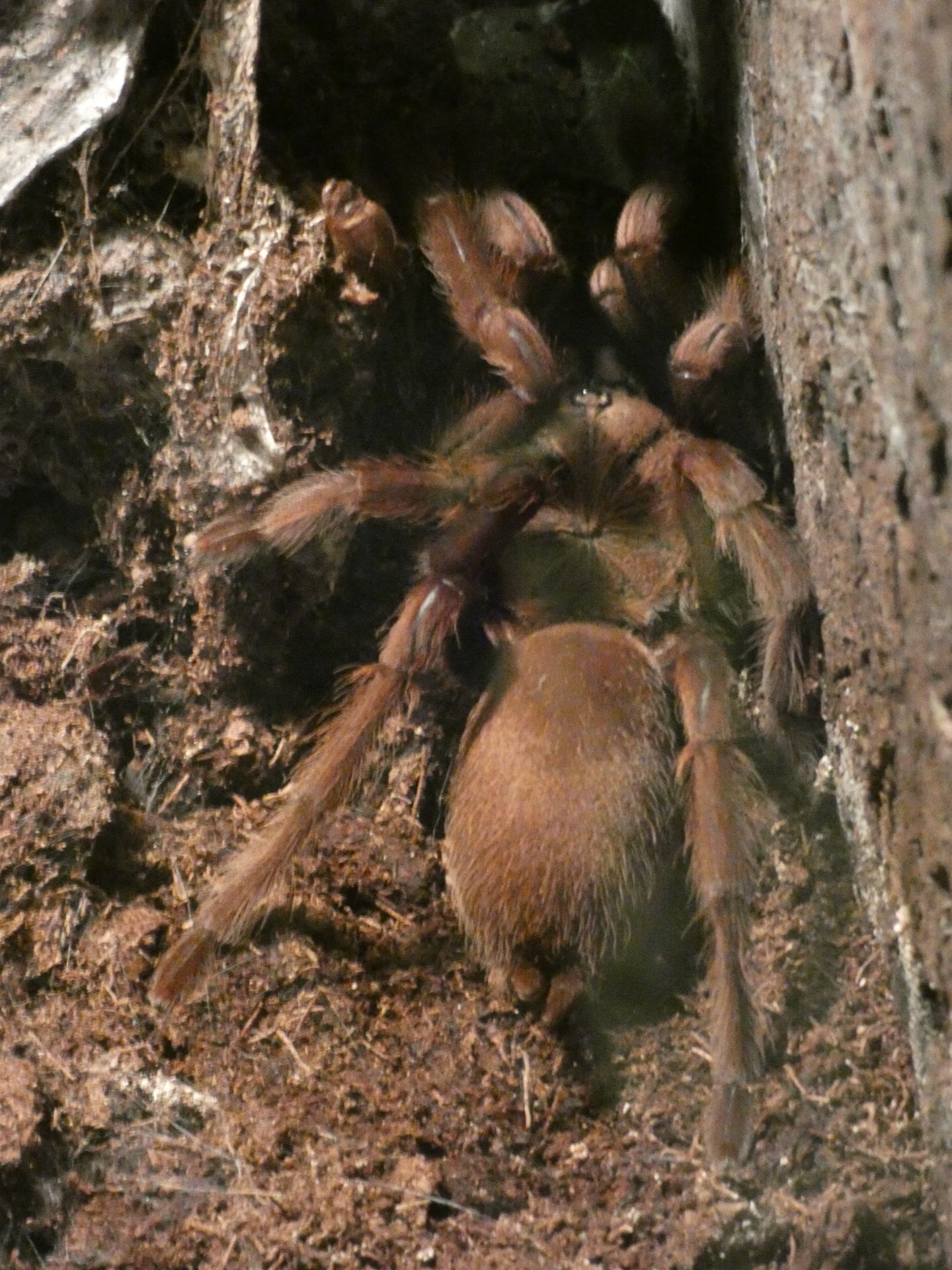 Chilobrachys sp electric blue