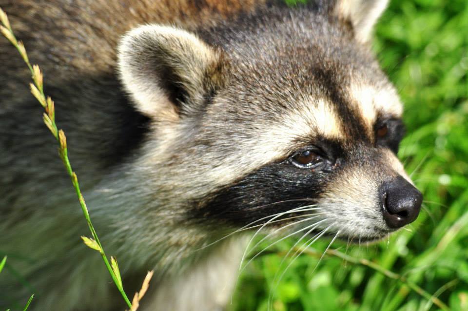 Tuari