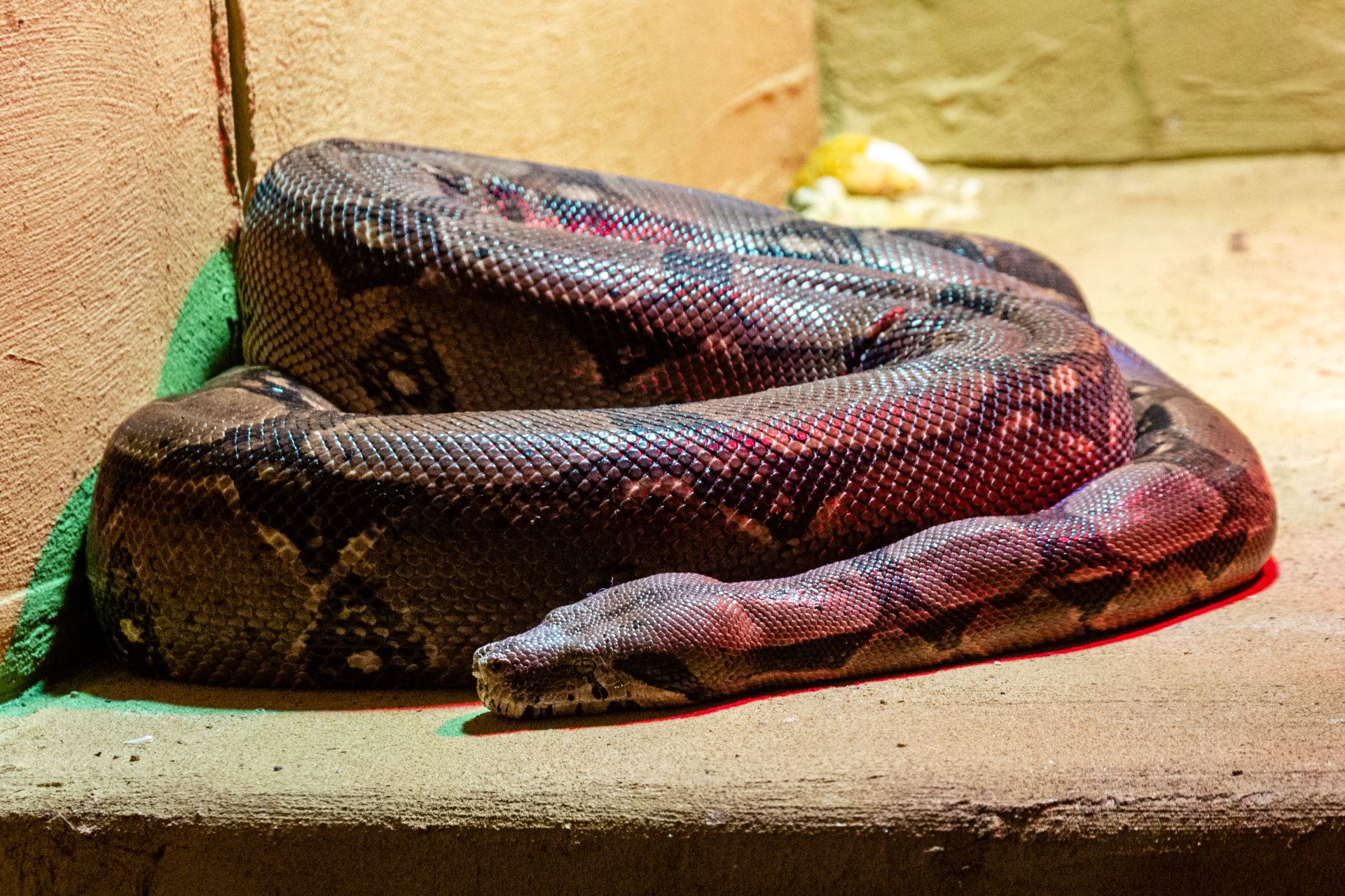 Boa constrictor