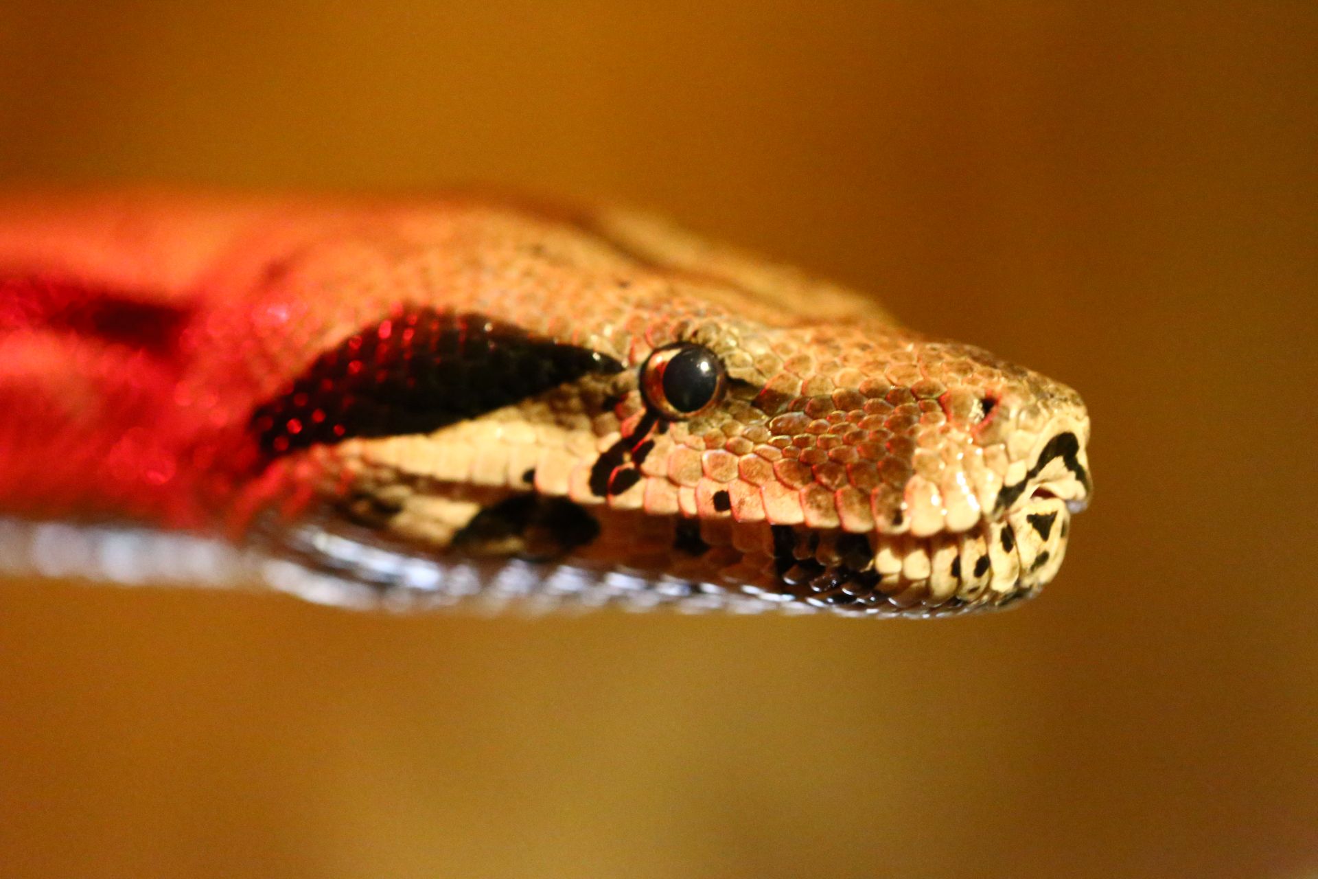 Boa constrictor
