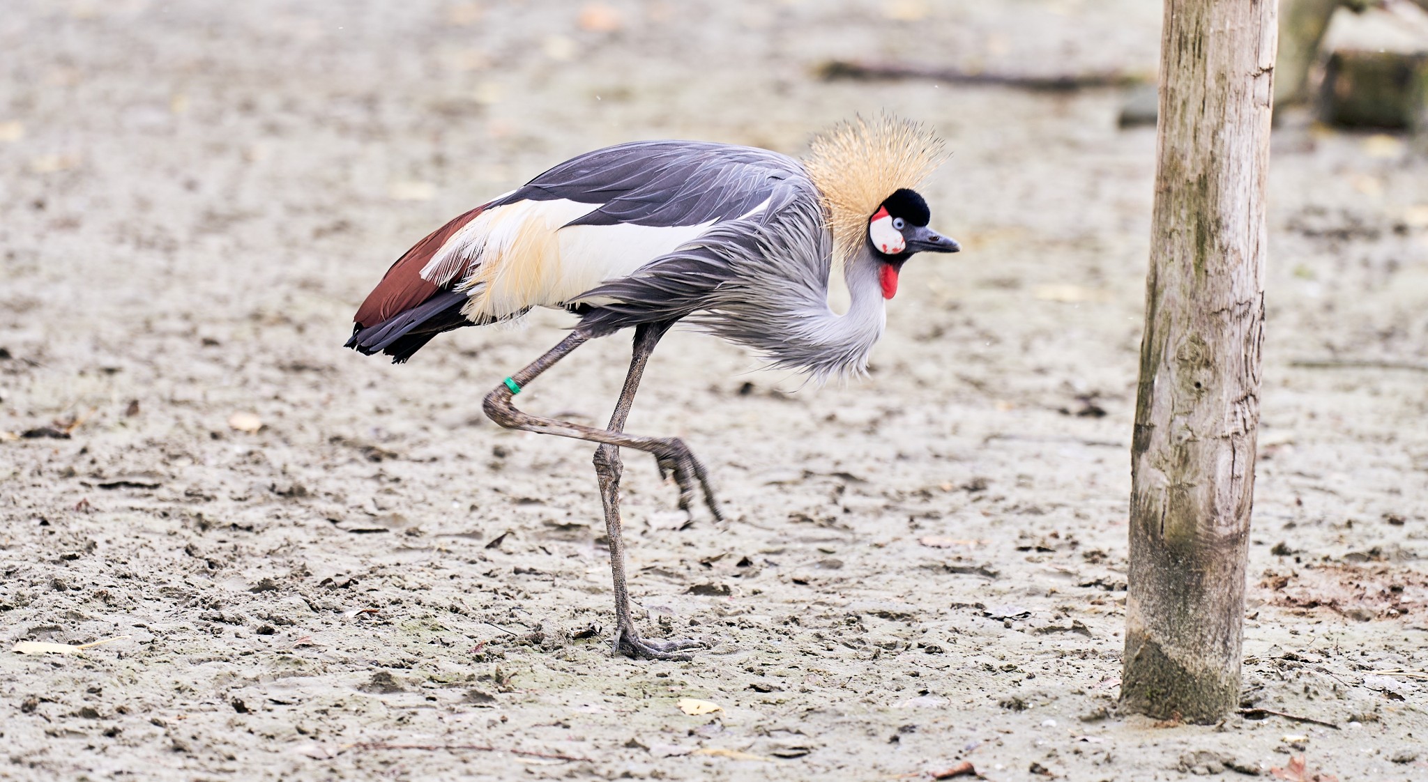 Grijze kroonkraanvogel