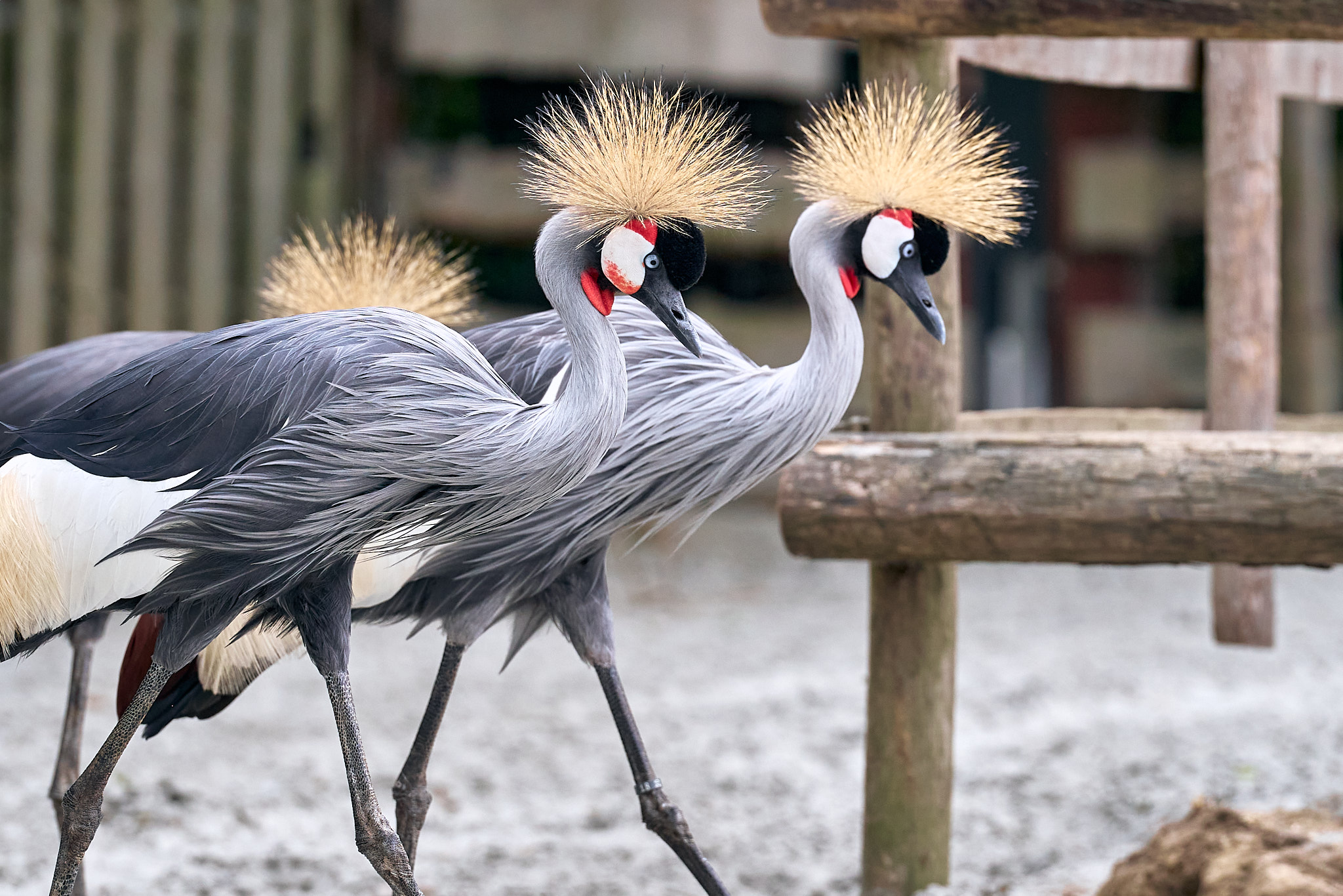 Grijze kroonkraanvogel