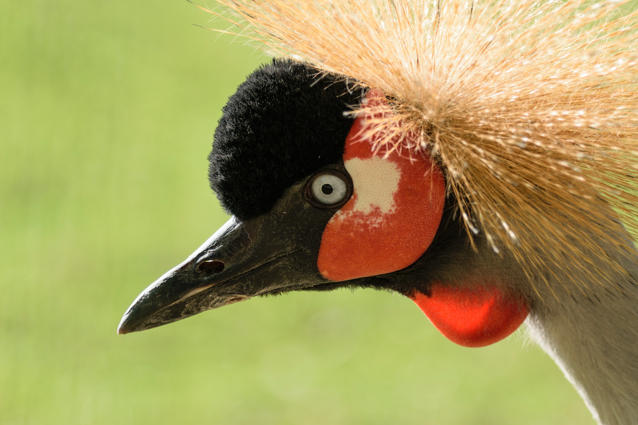 Kyala