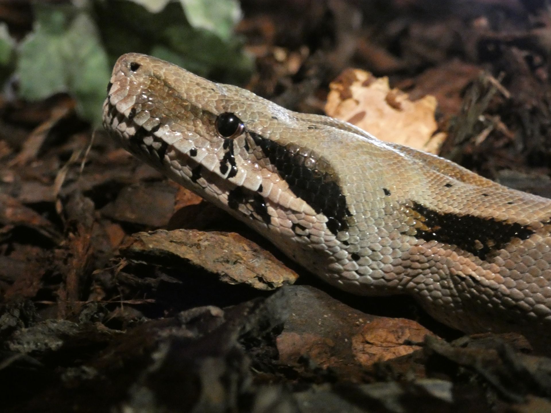 Nagini