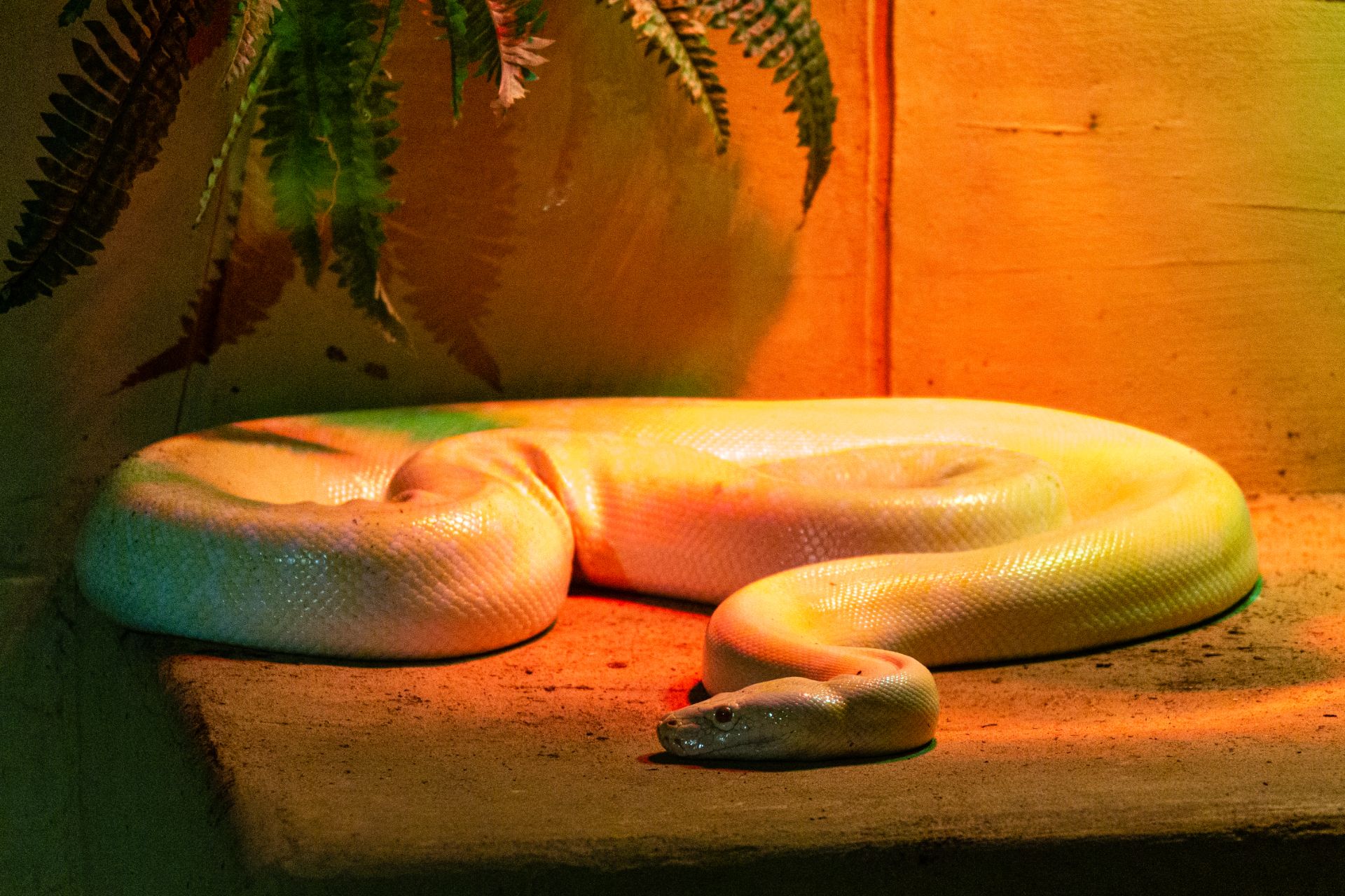 Tijgerpython