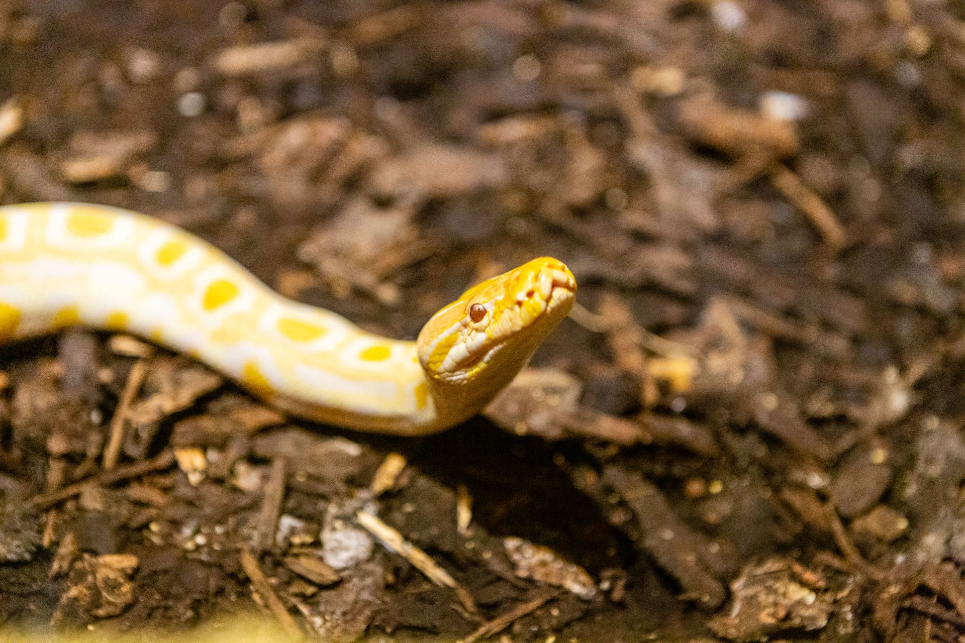 Tijgerpython