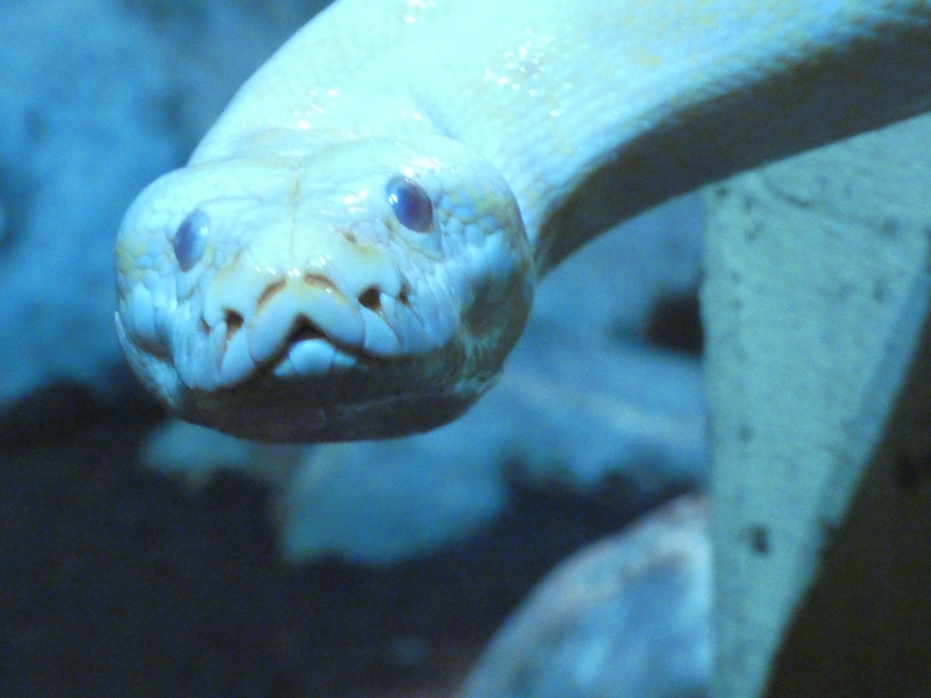 Tijgerpython