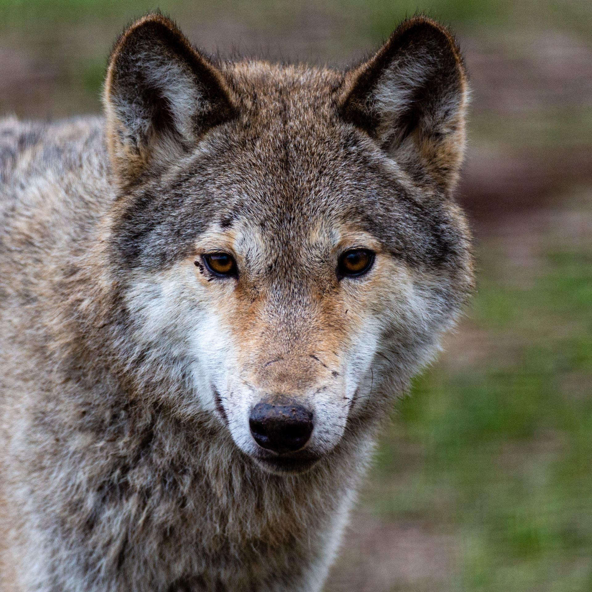 Wolf