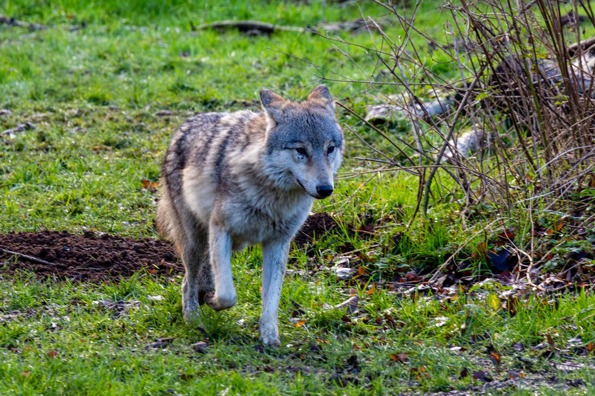 Wolf