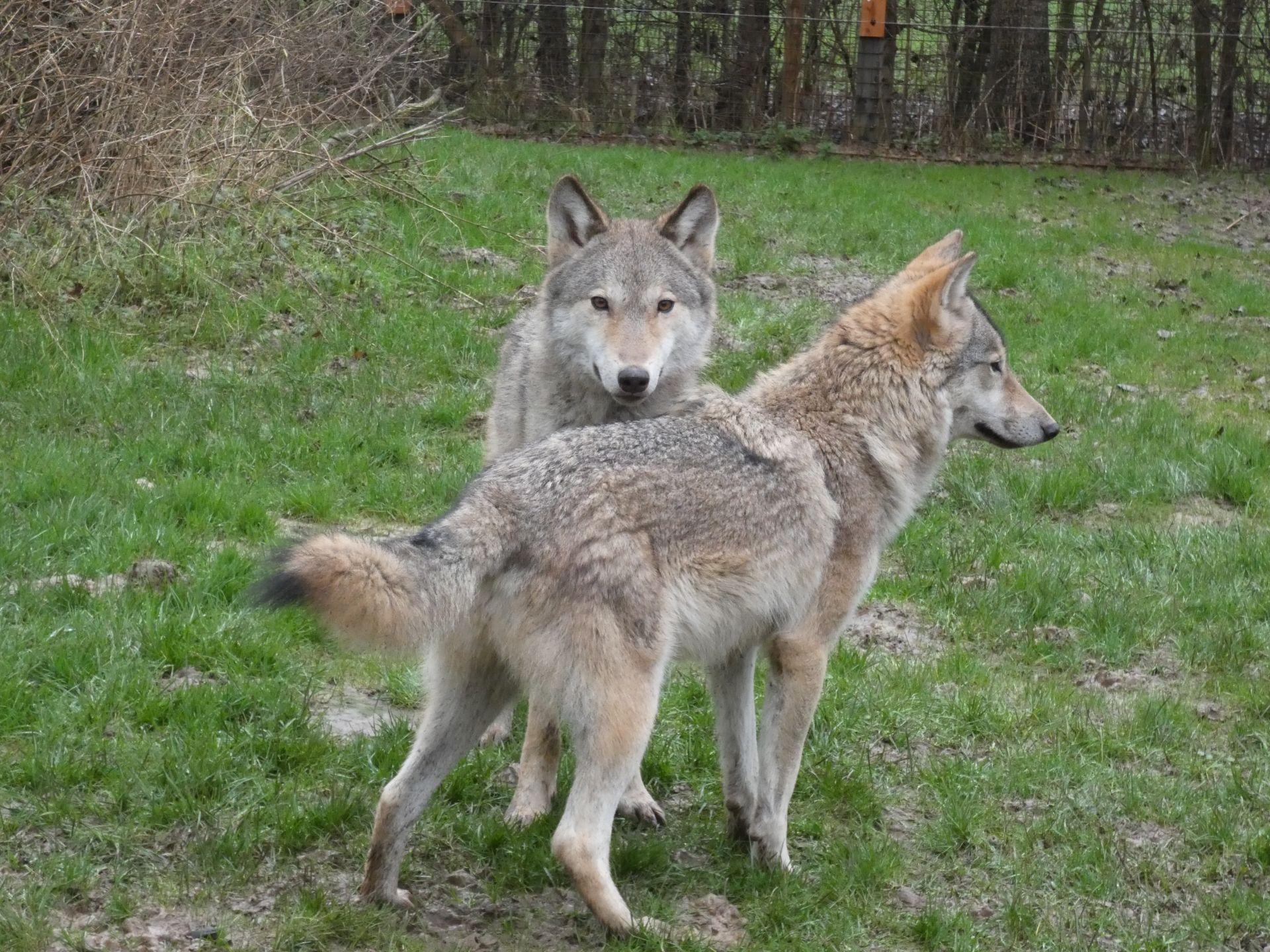 Wolf