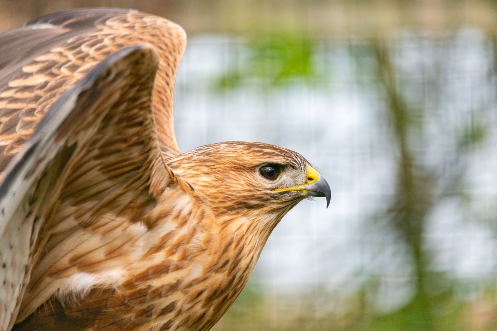 Arendbuizerd