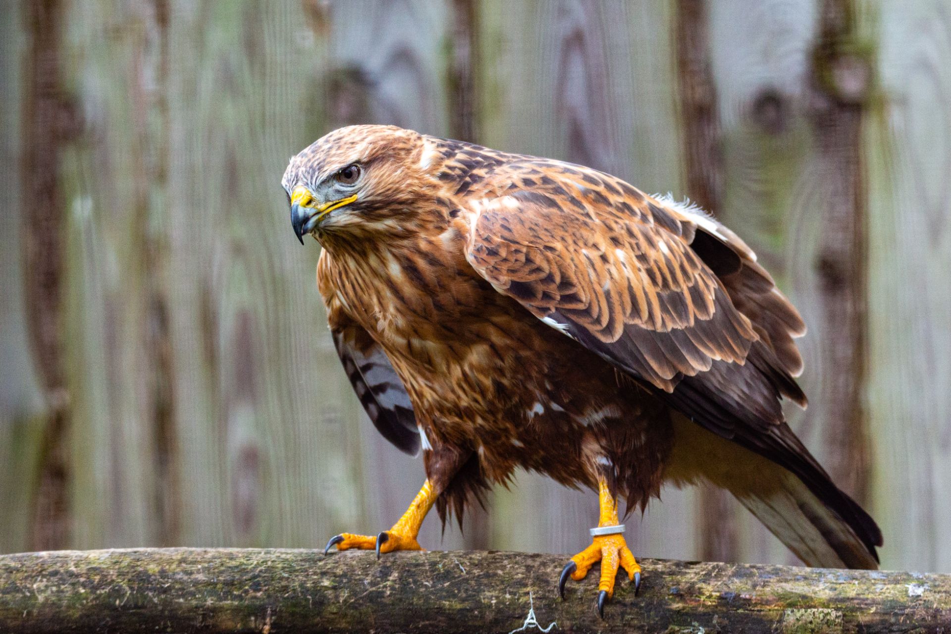 Arendbuizerd