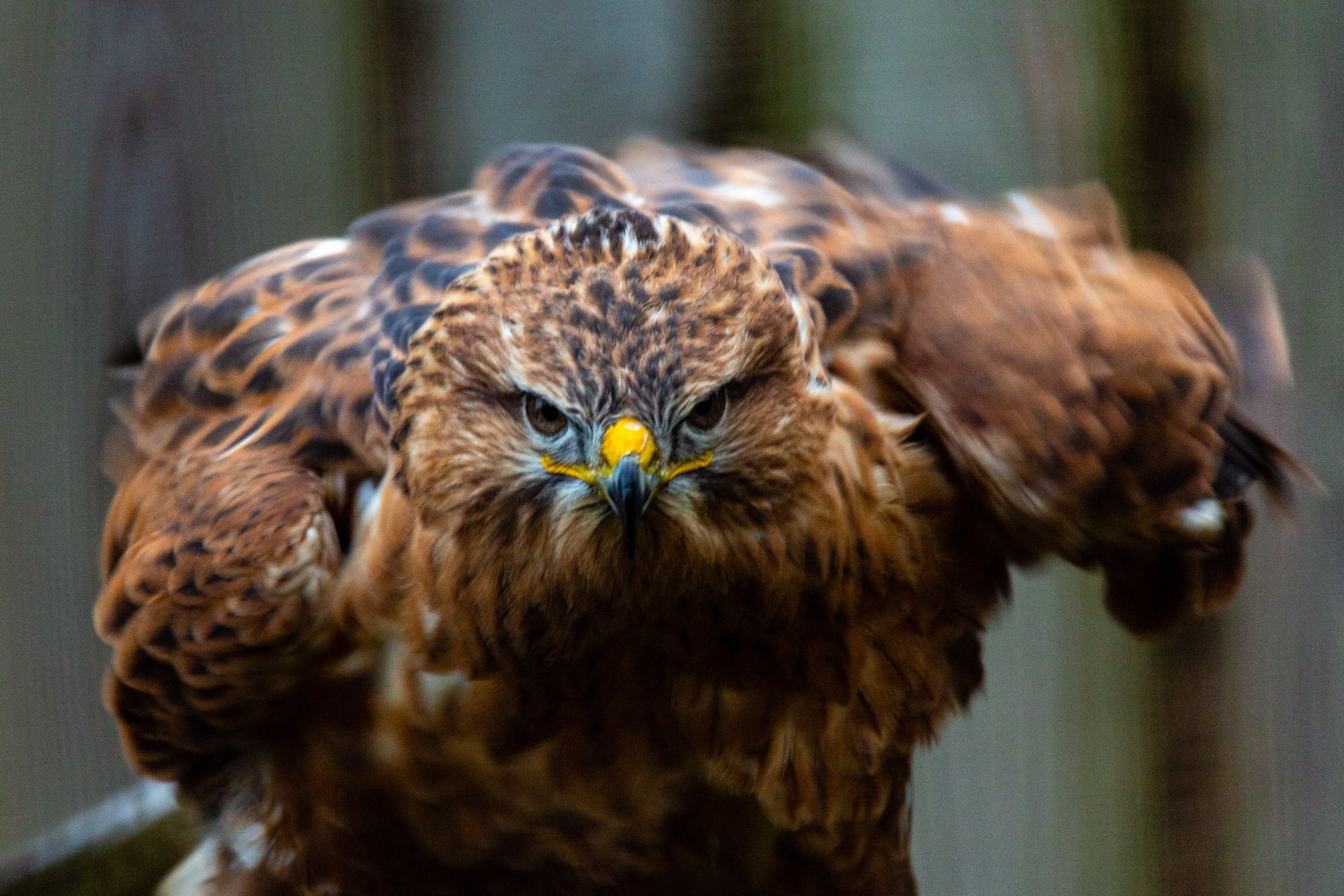 Arendbuizerd