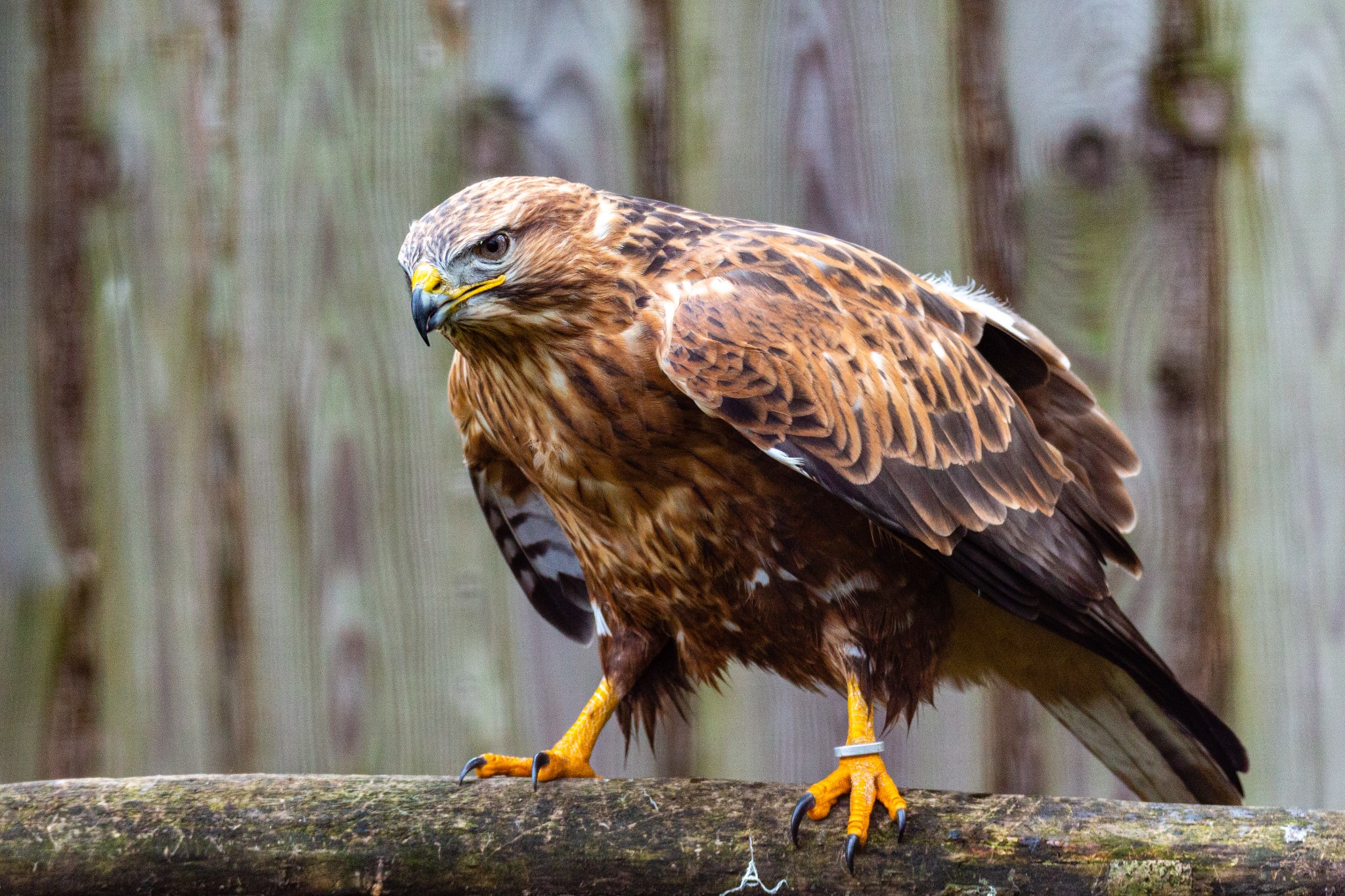 Abu