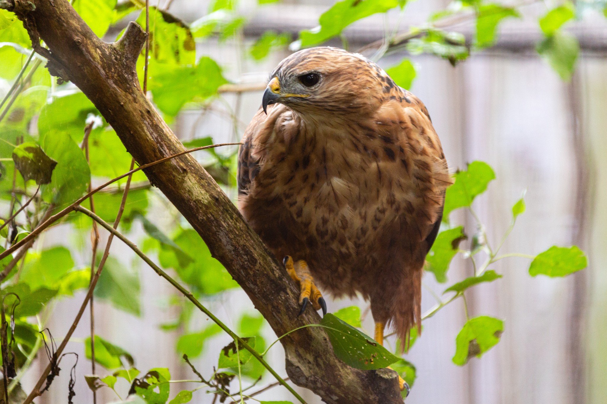 Buteo