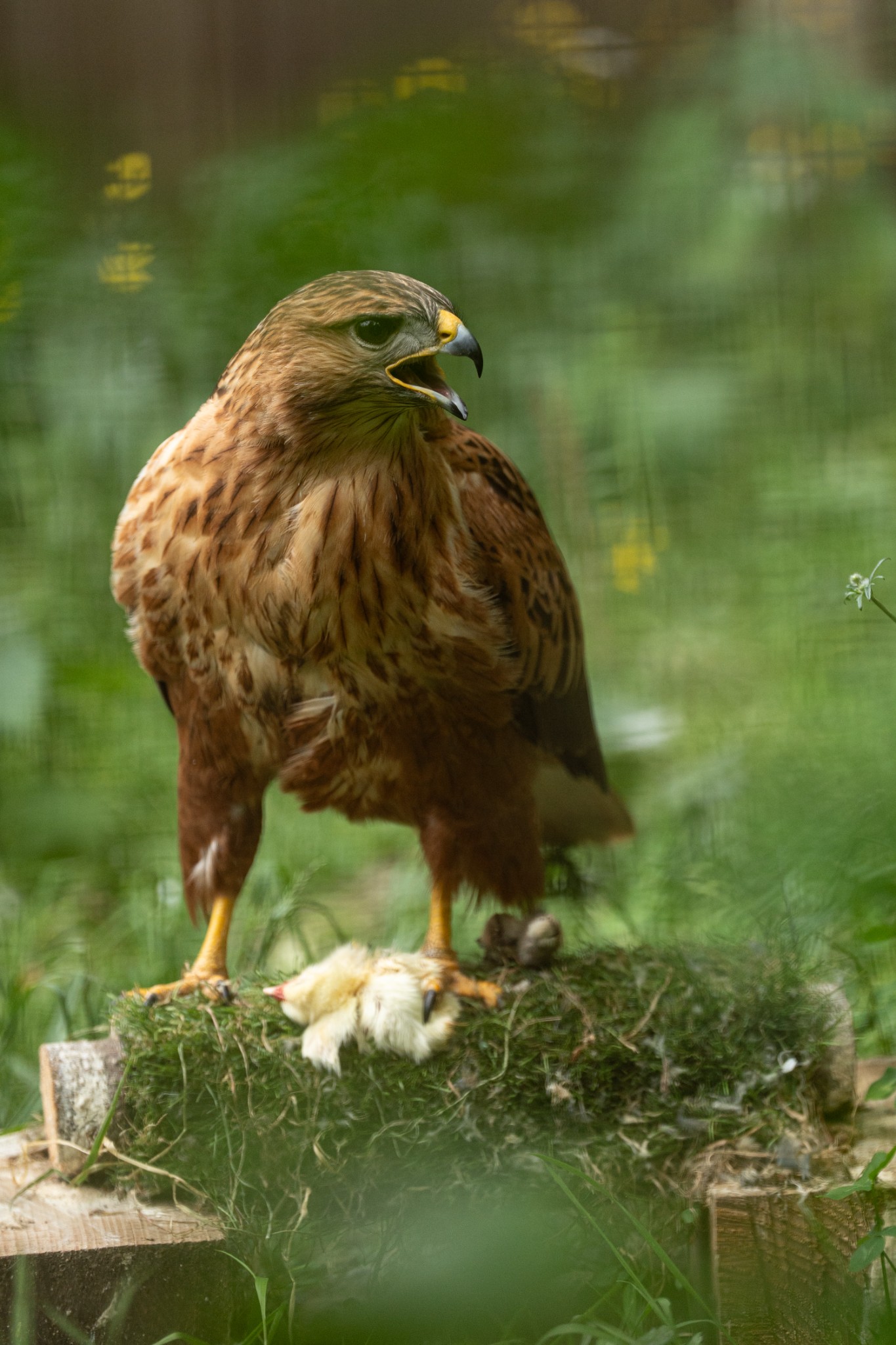 Buteo