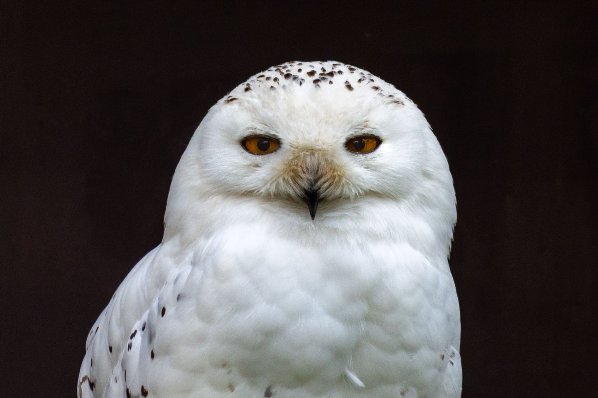 Sneeuwuil