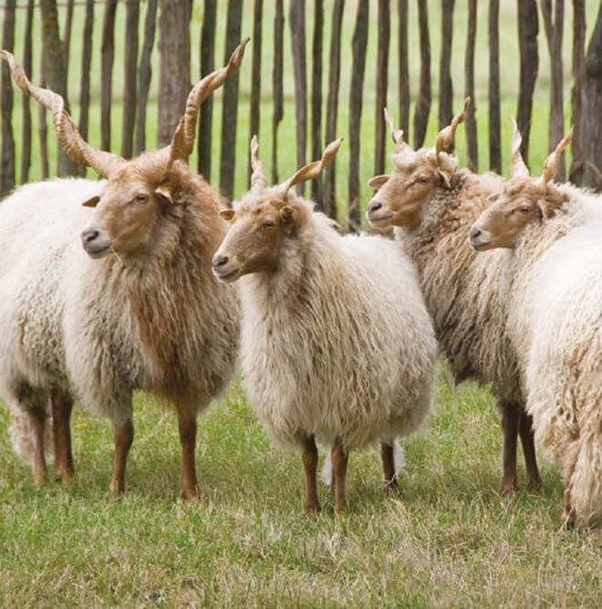 Racka schaap