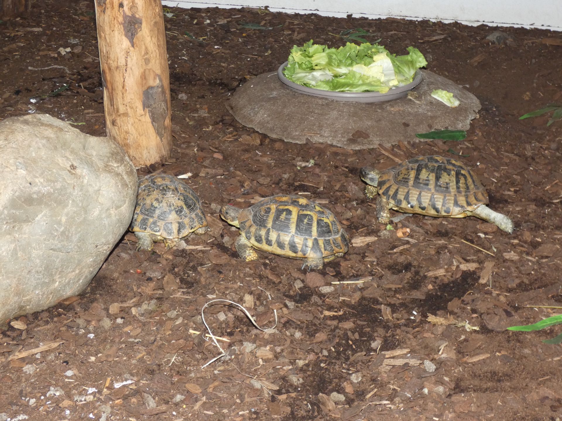 Griekse landschildpad