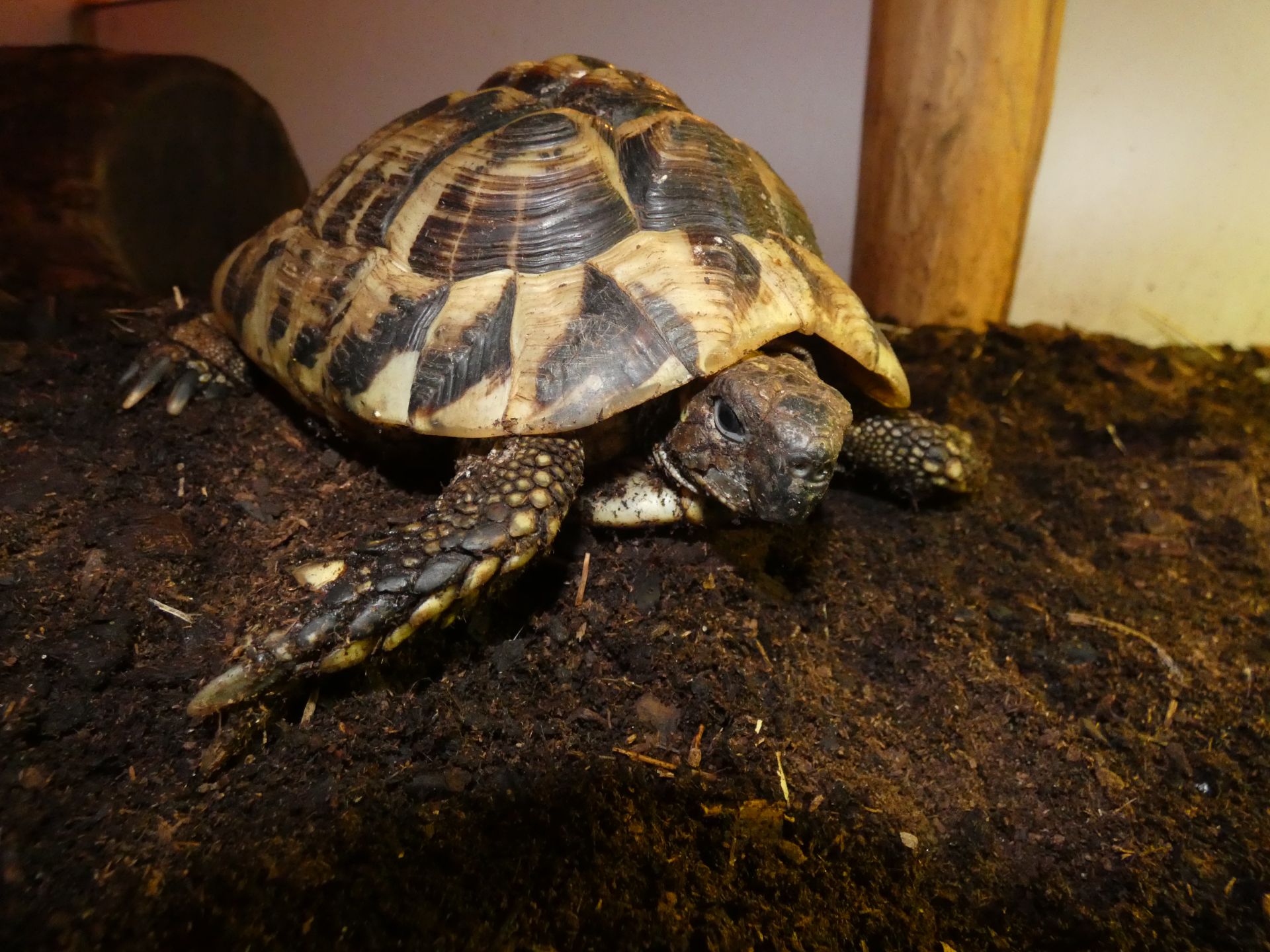 Griekse landschildpad