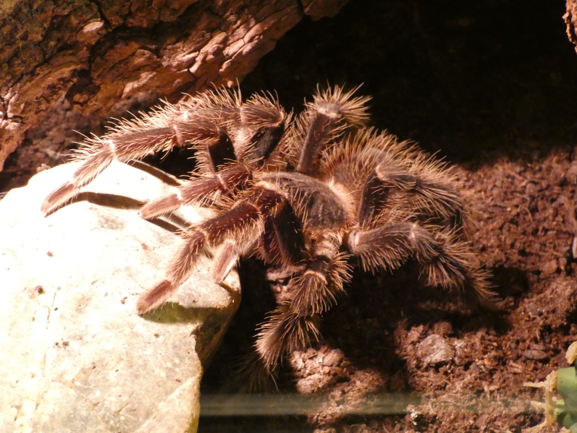 Lasiodora parahybana