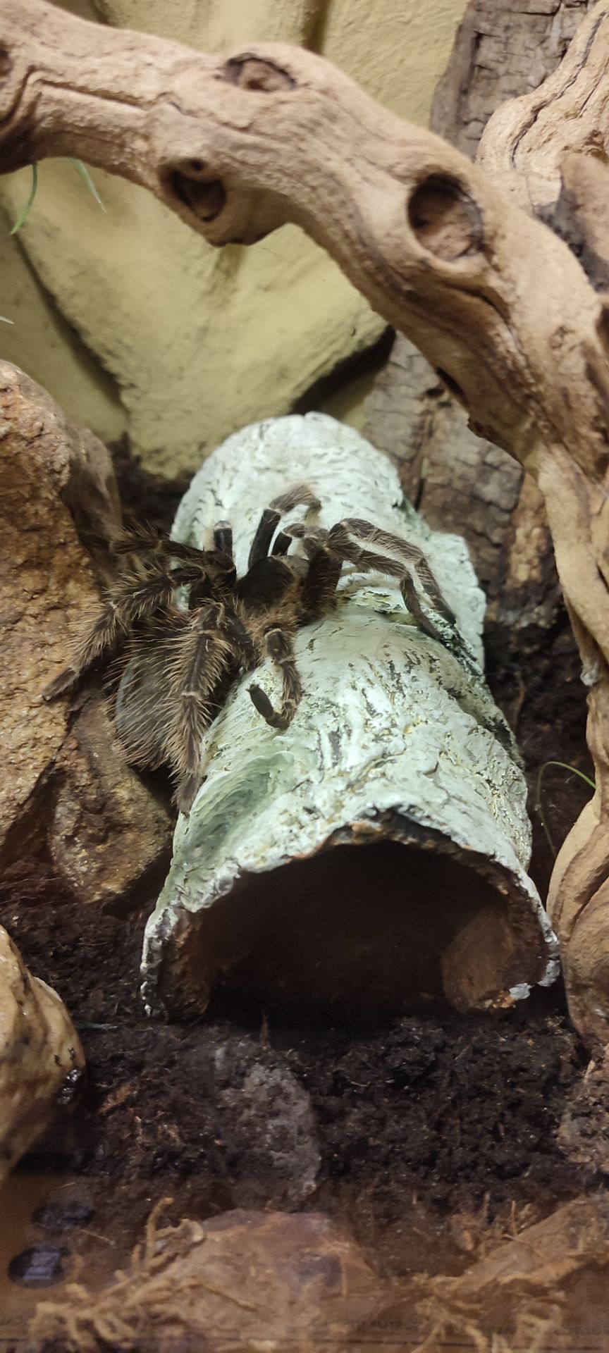Lasiodora parahybana