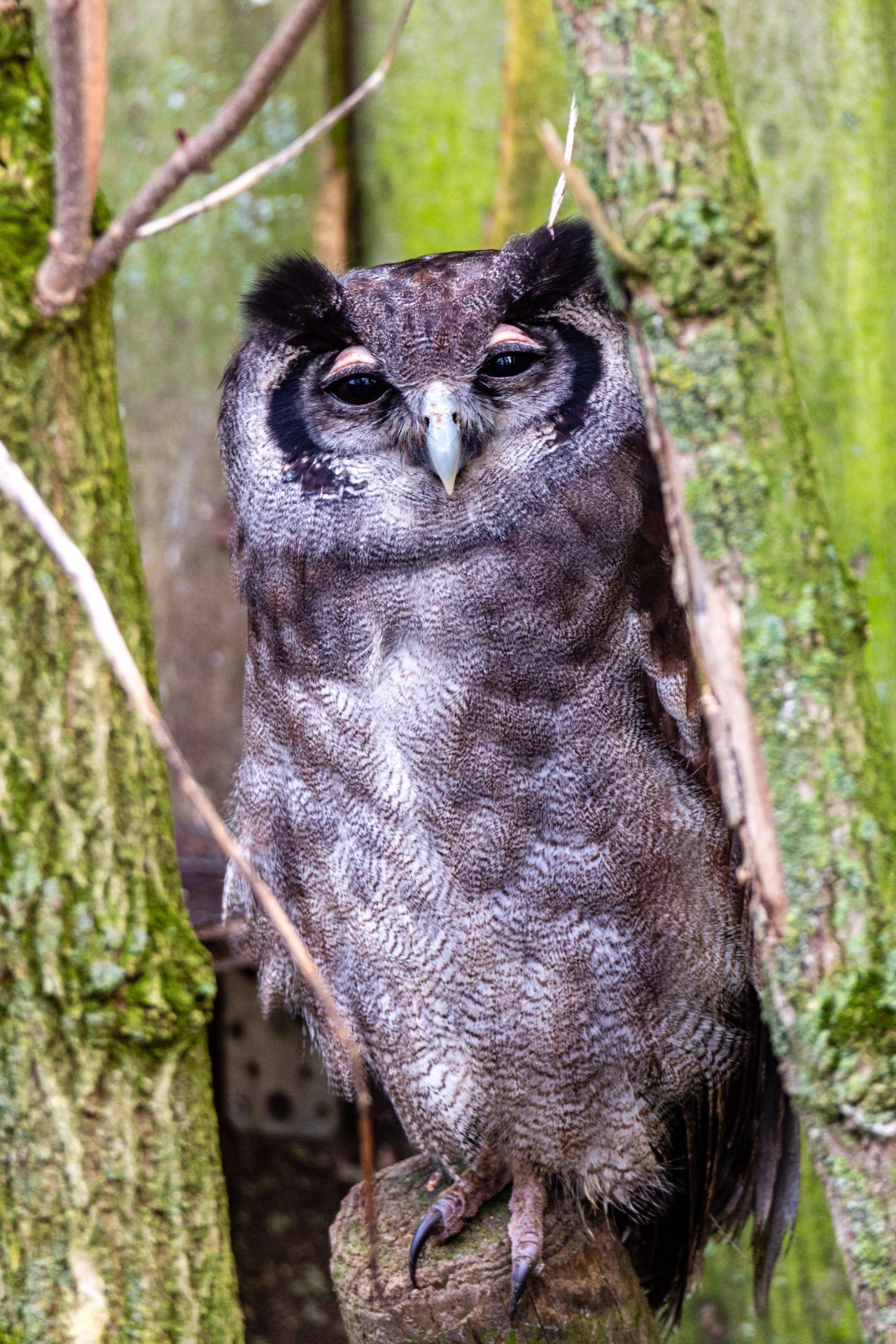 Verreaux’ oehoe