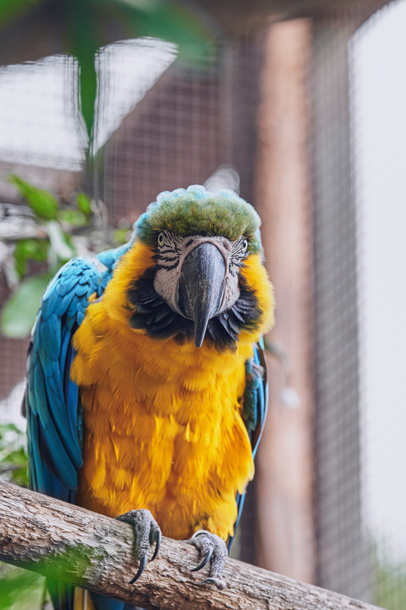 Pino